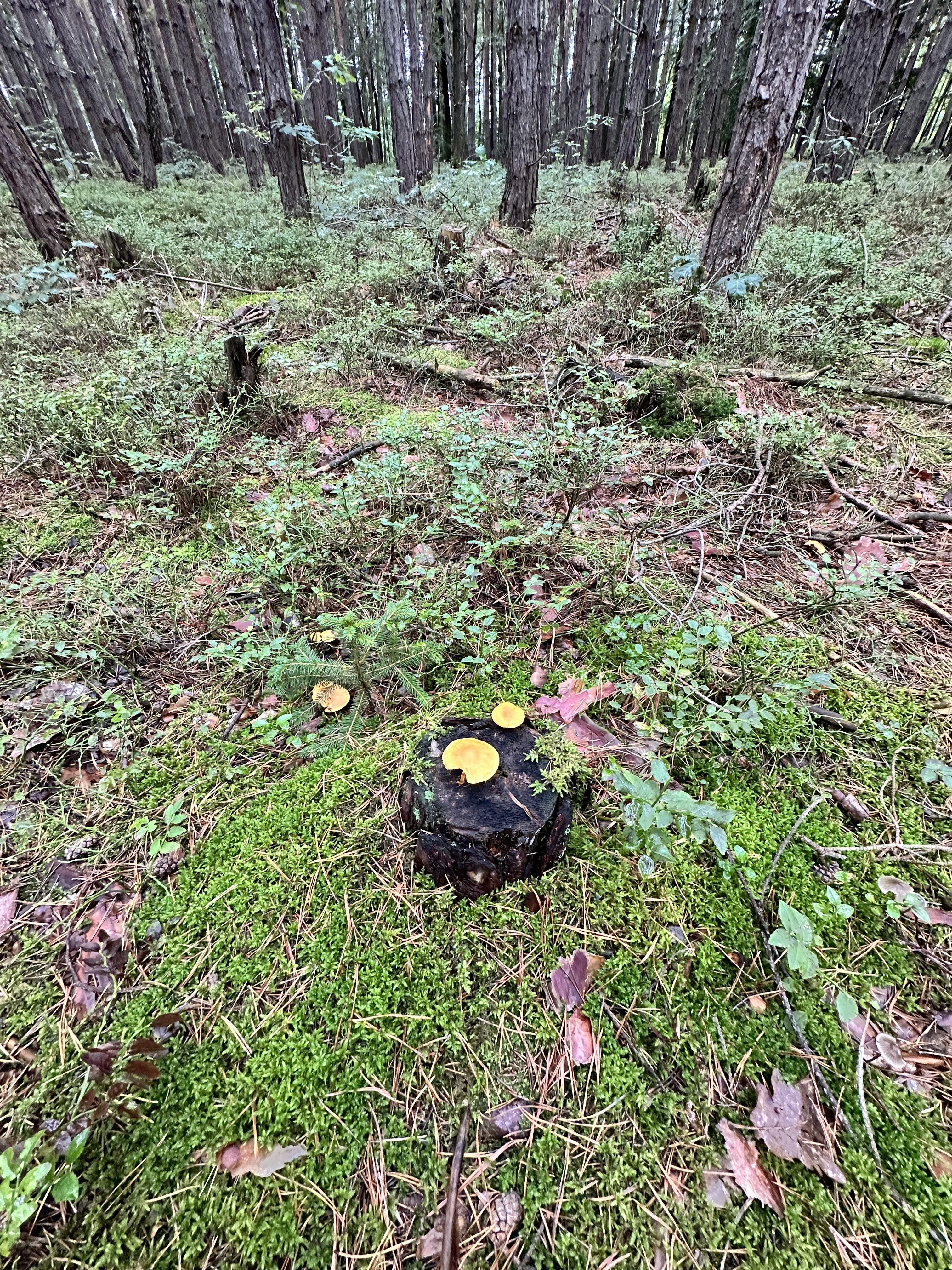 iPhone 14 Pro houby 30