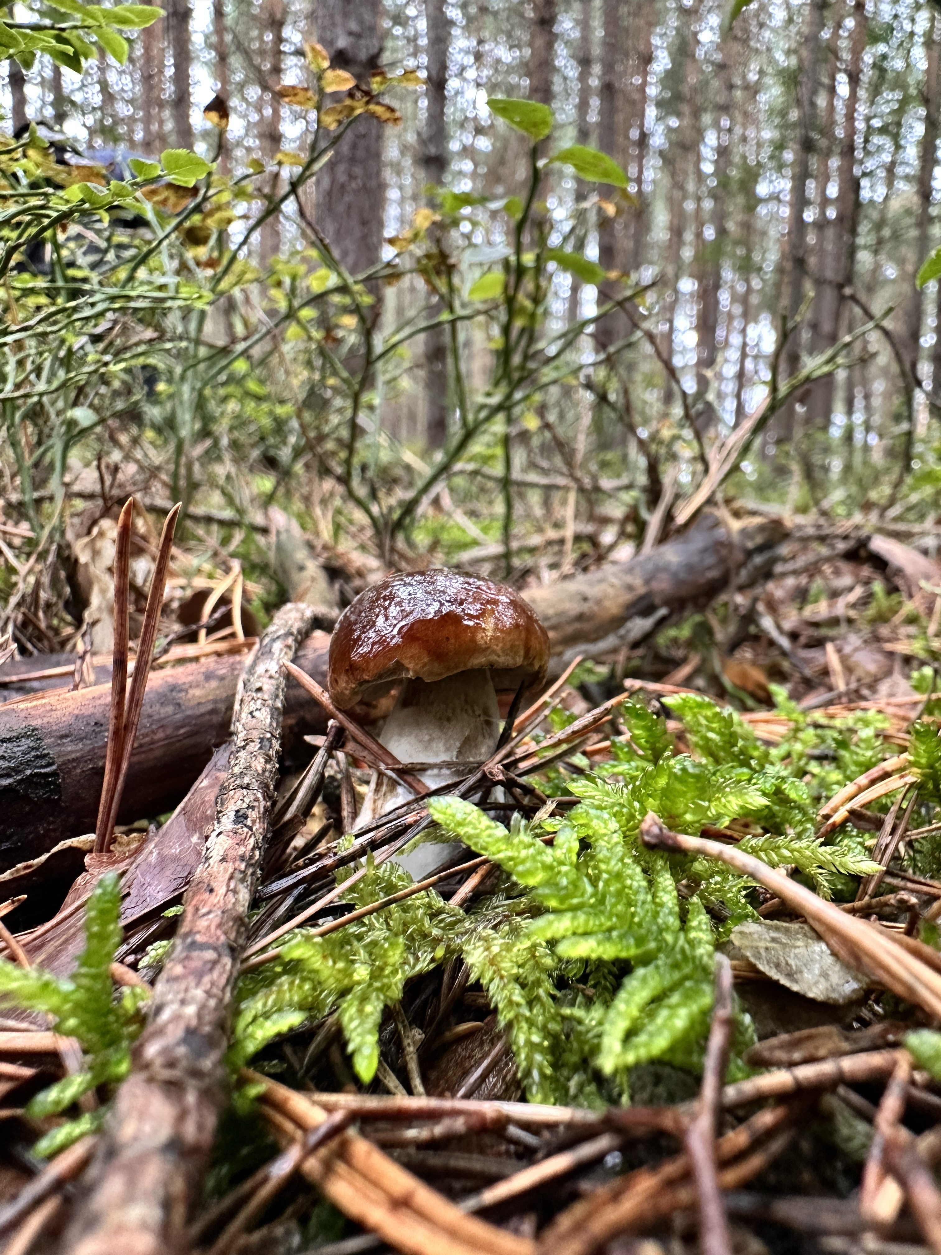 iPhone 14 Pro houby 36