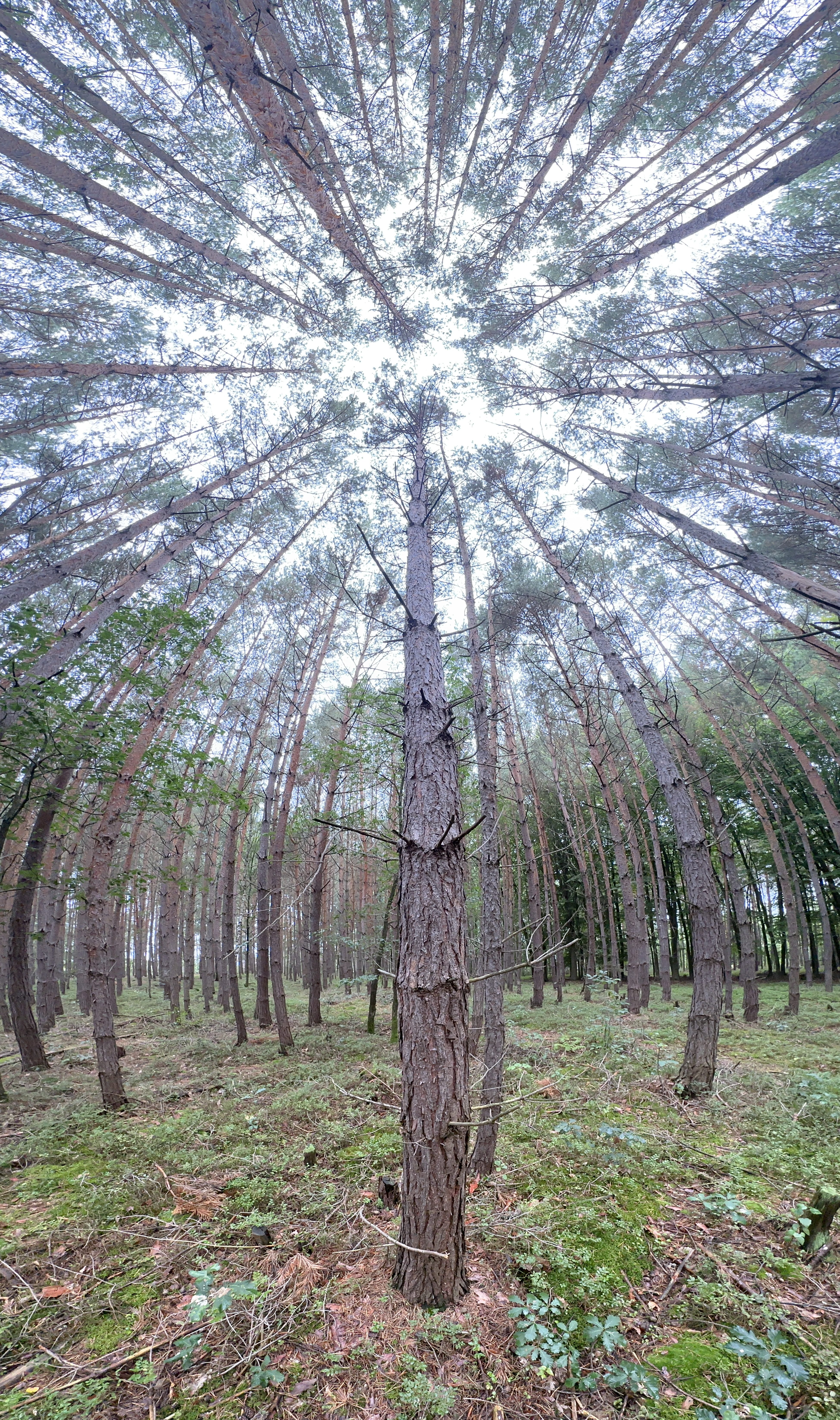 iPhone 14 Pro houby 39