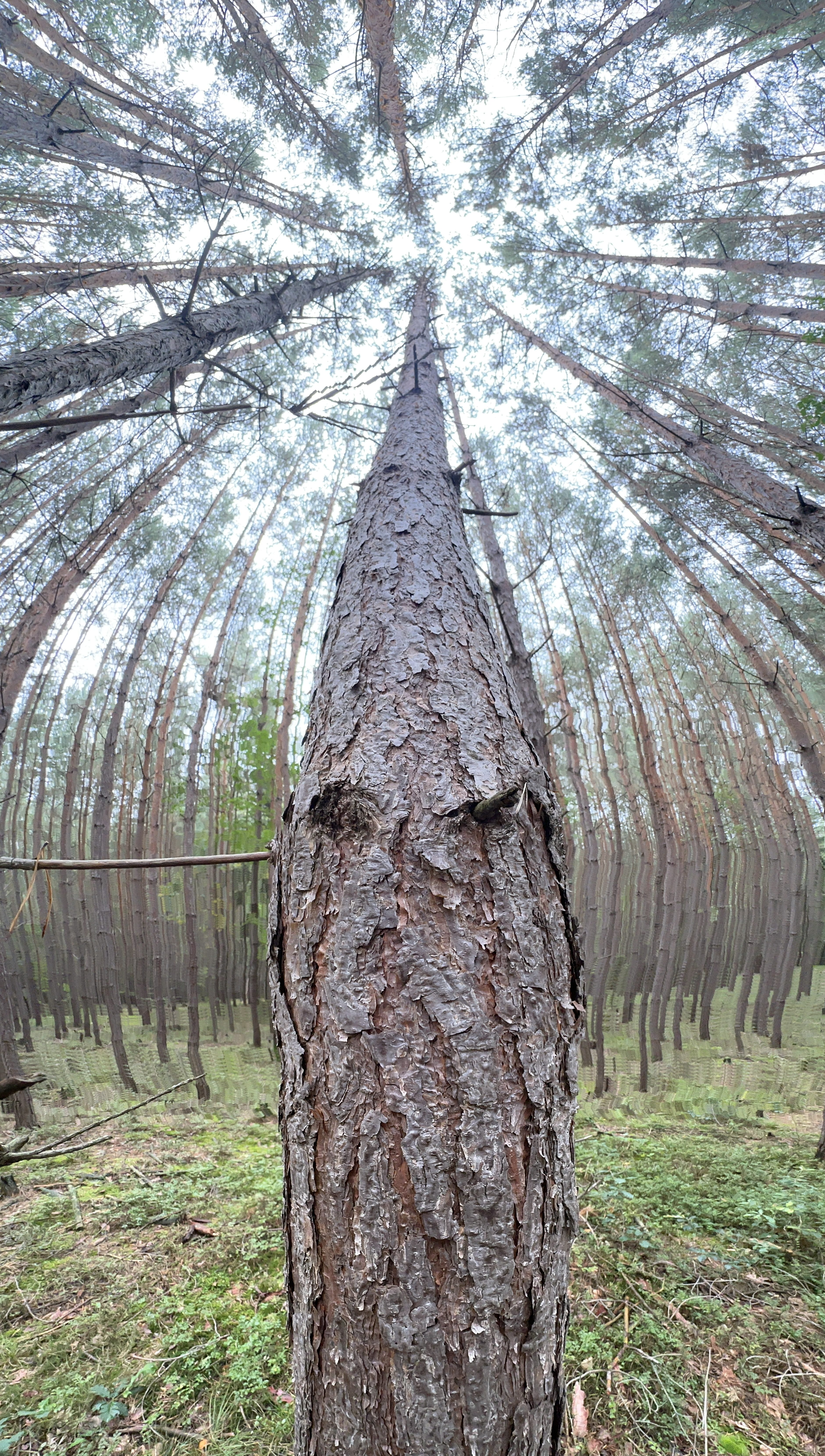 iPhone 14 Pro houby 40