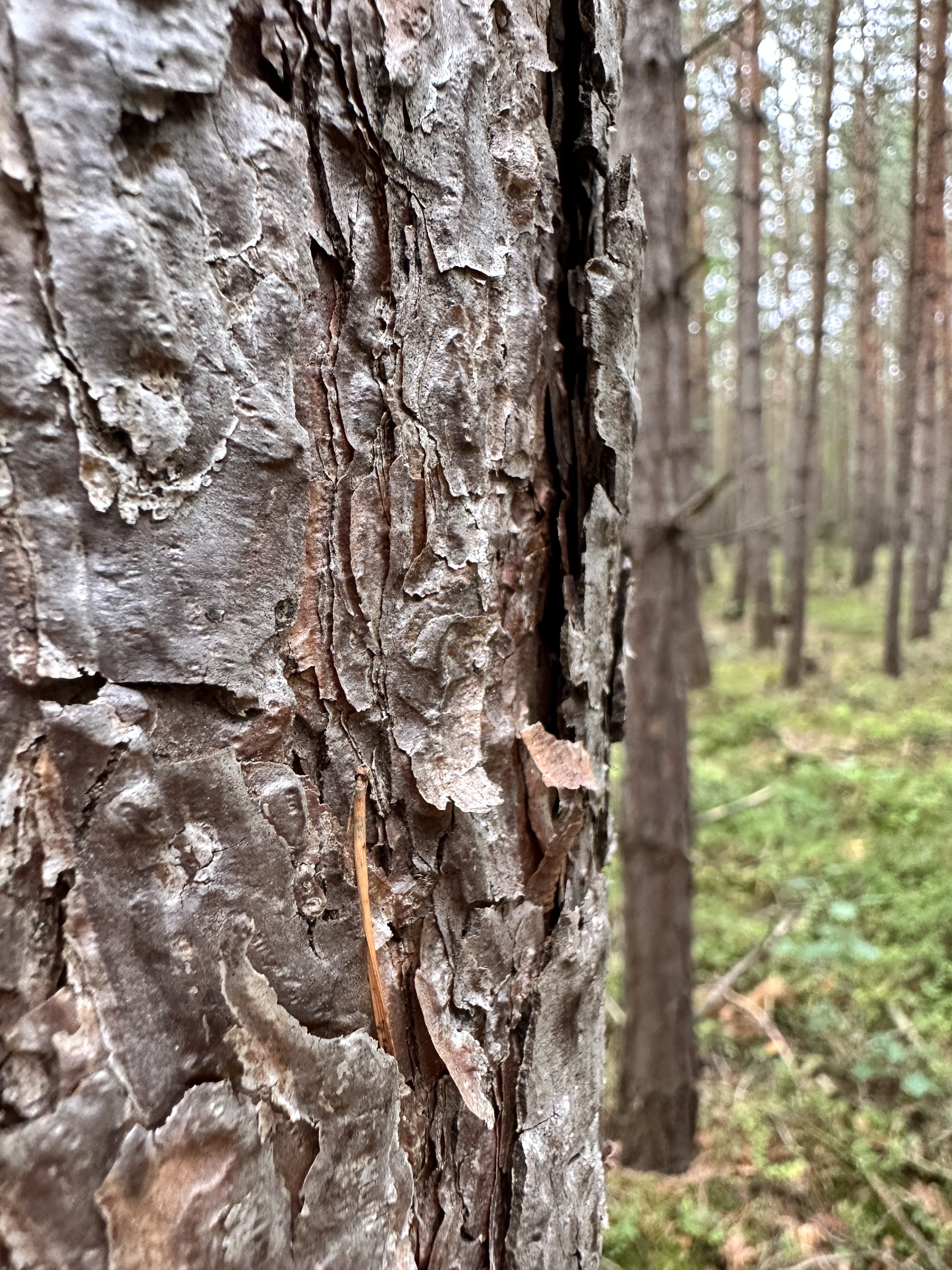 iPhone 14 Pro houby 41