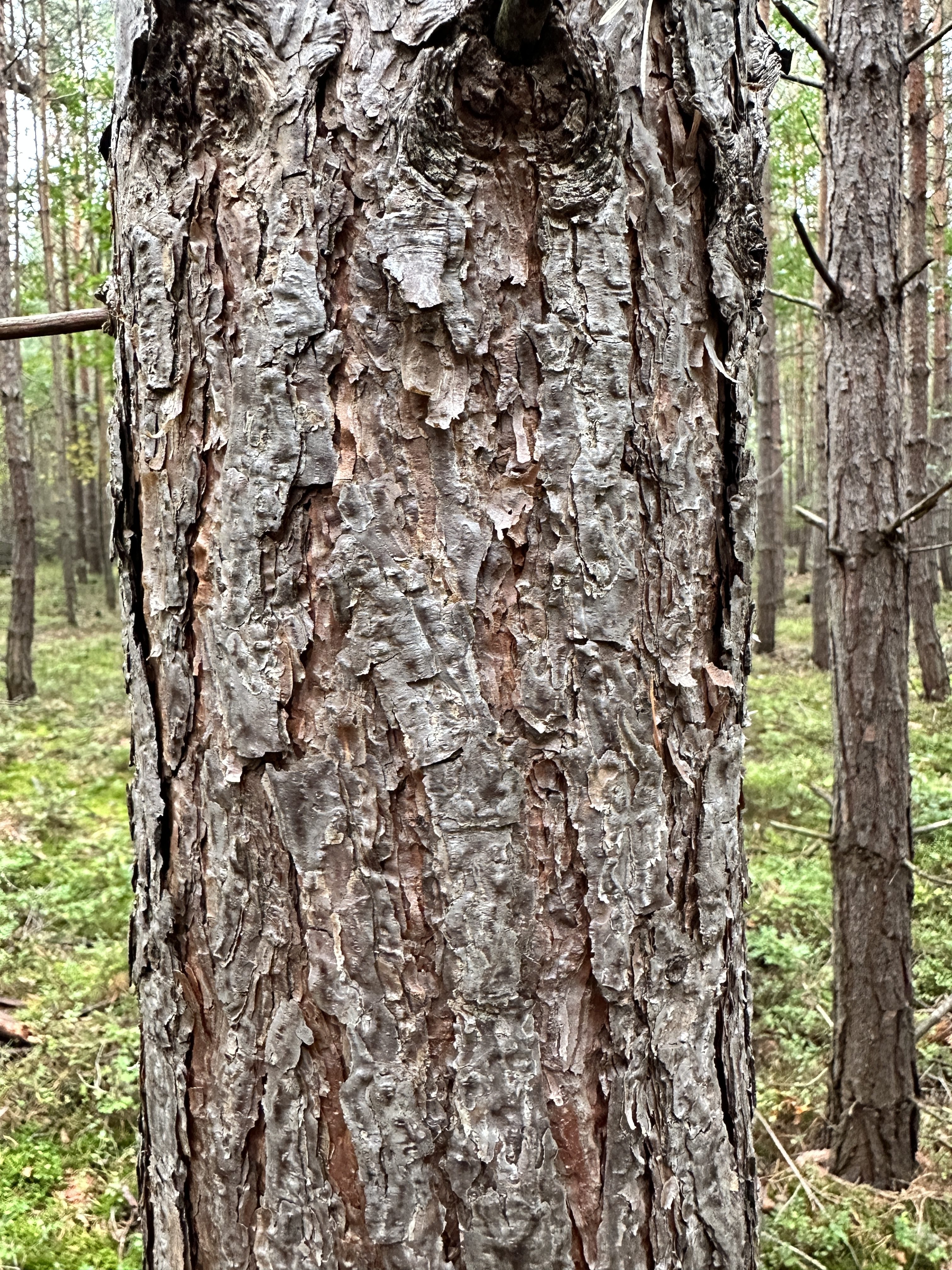 iPhone 14 Pro houby 42