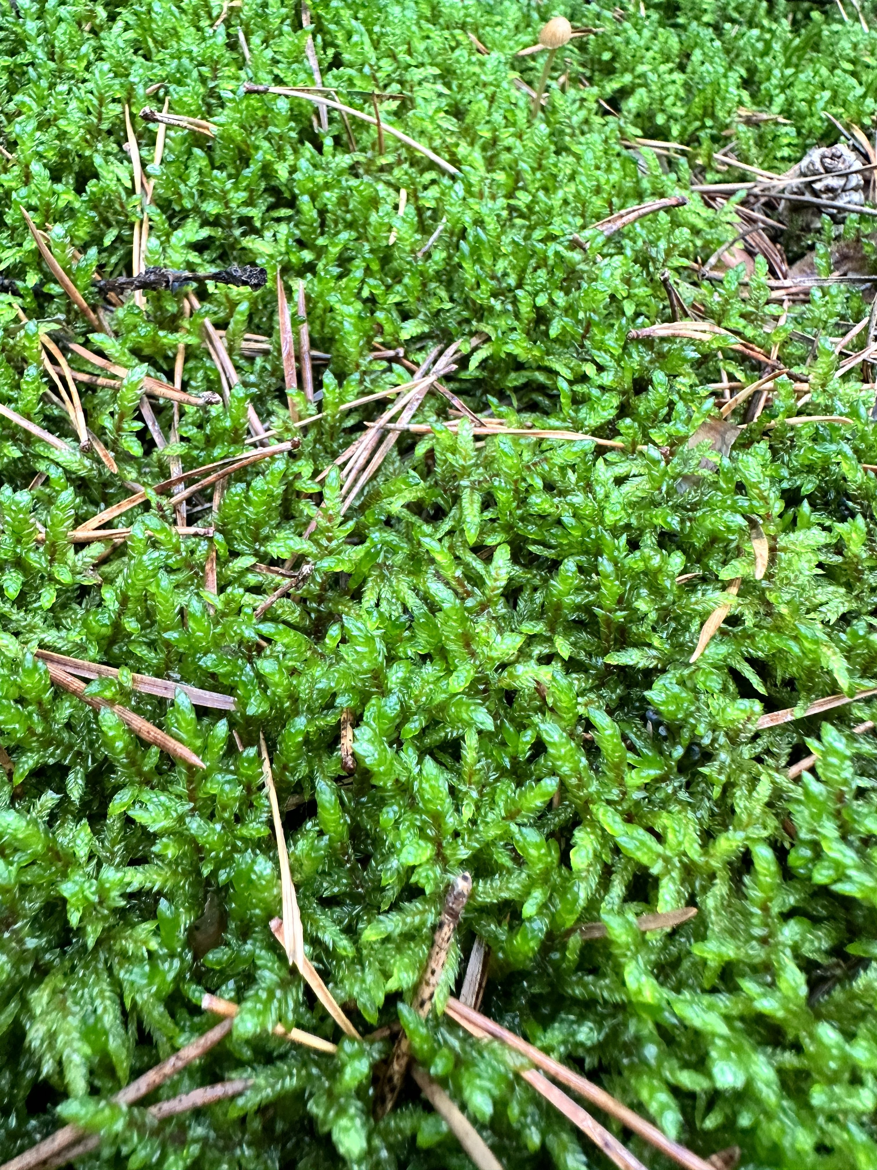 iPhone 14 Pro houby 43