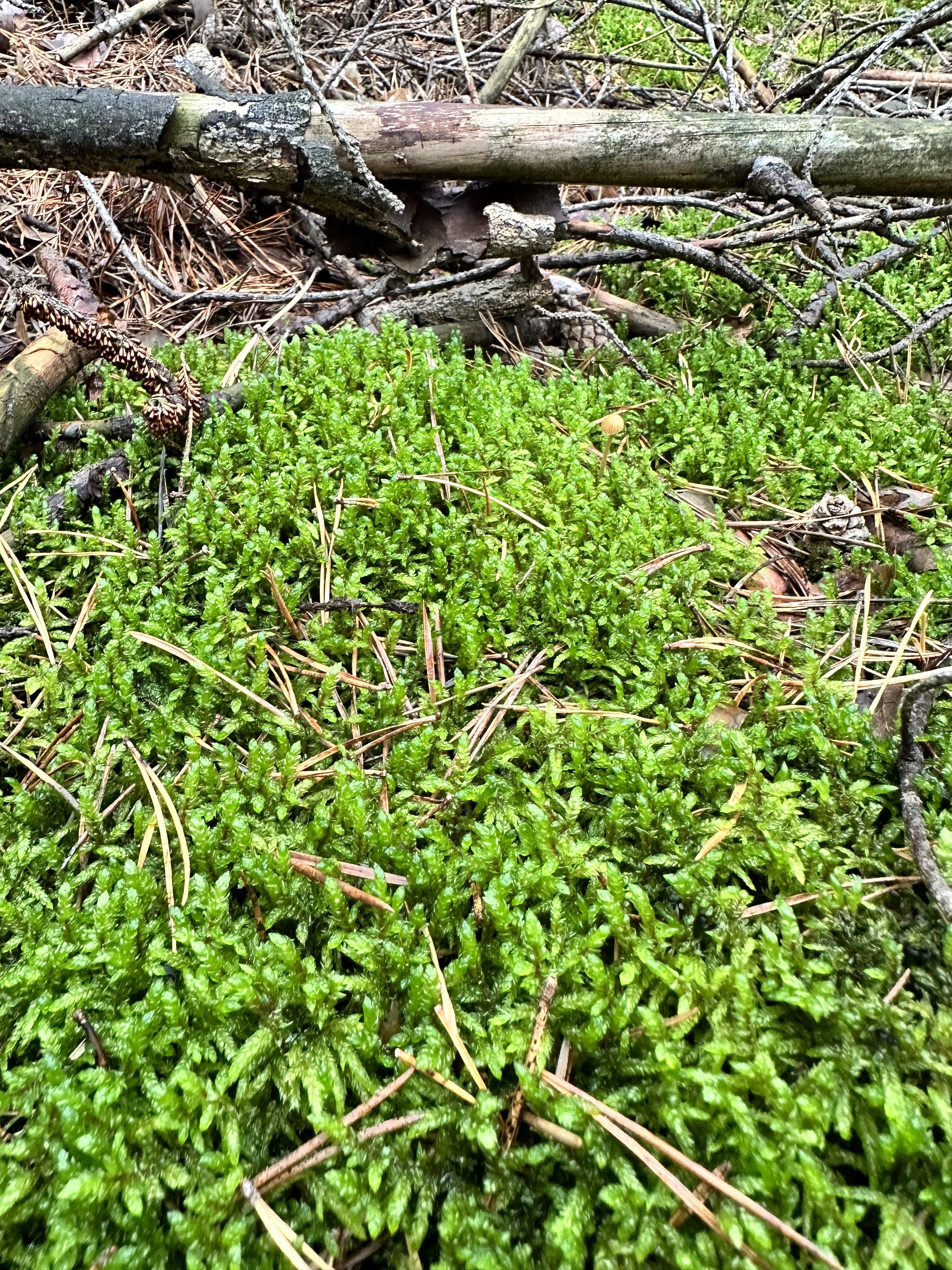 iPhone 14 Pro houby 44