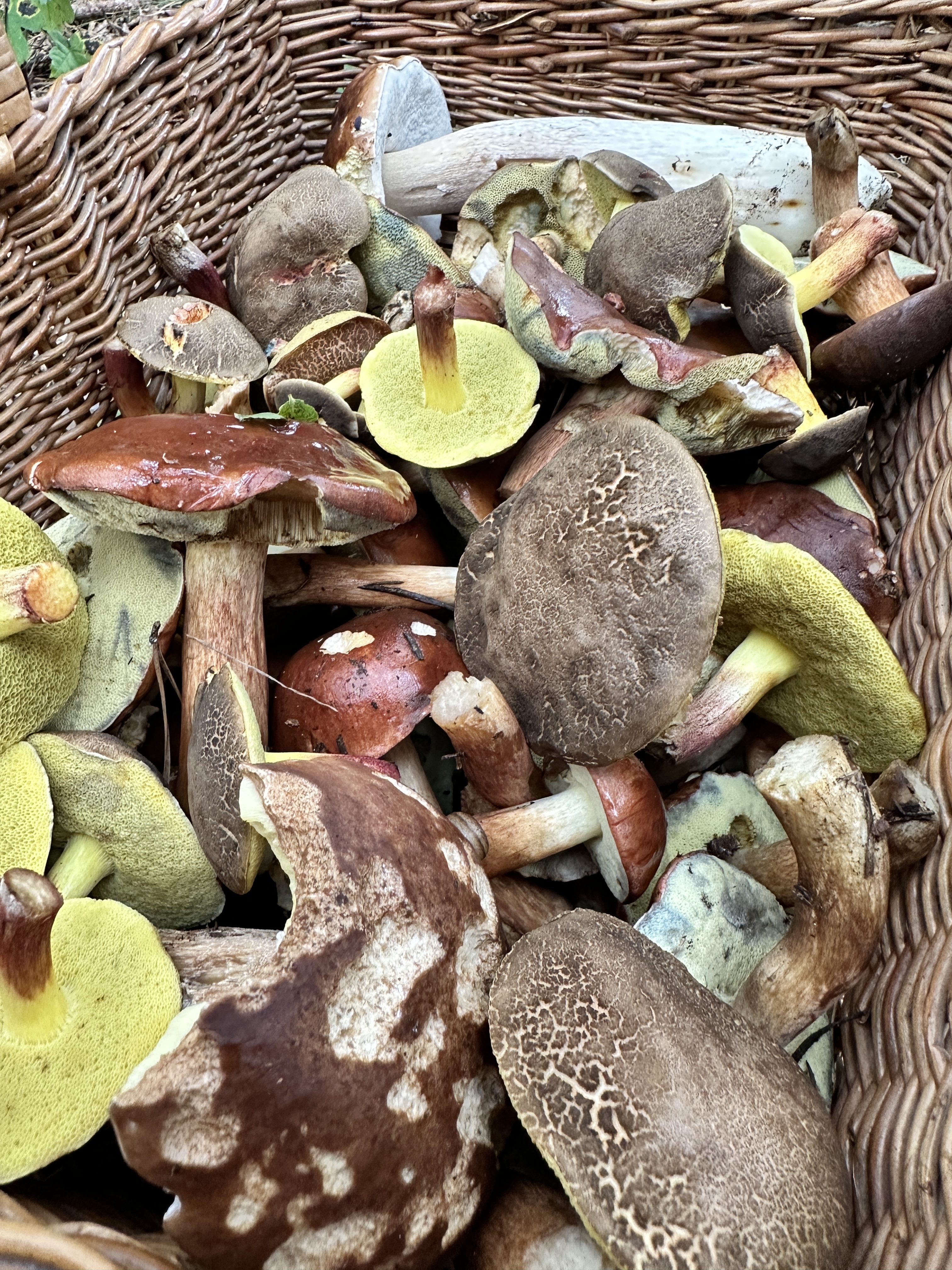 iPhone 14 Pro houby 48