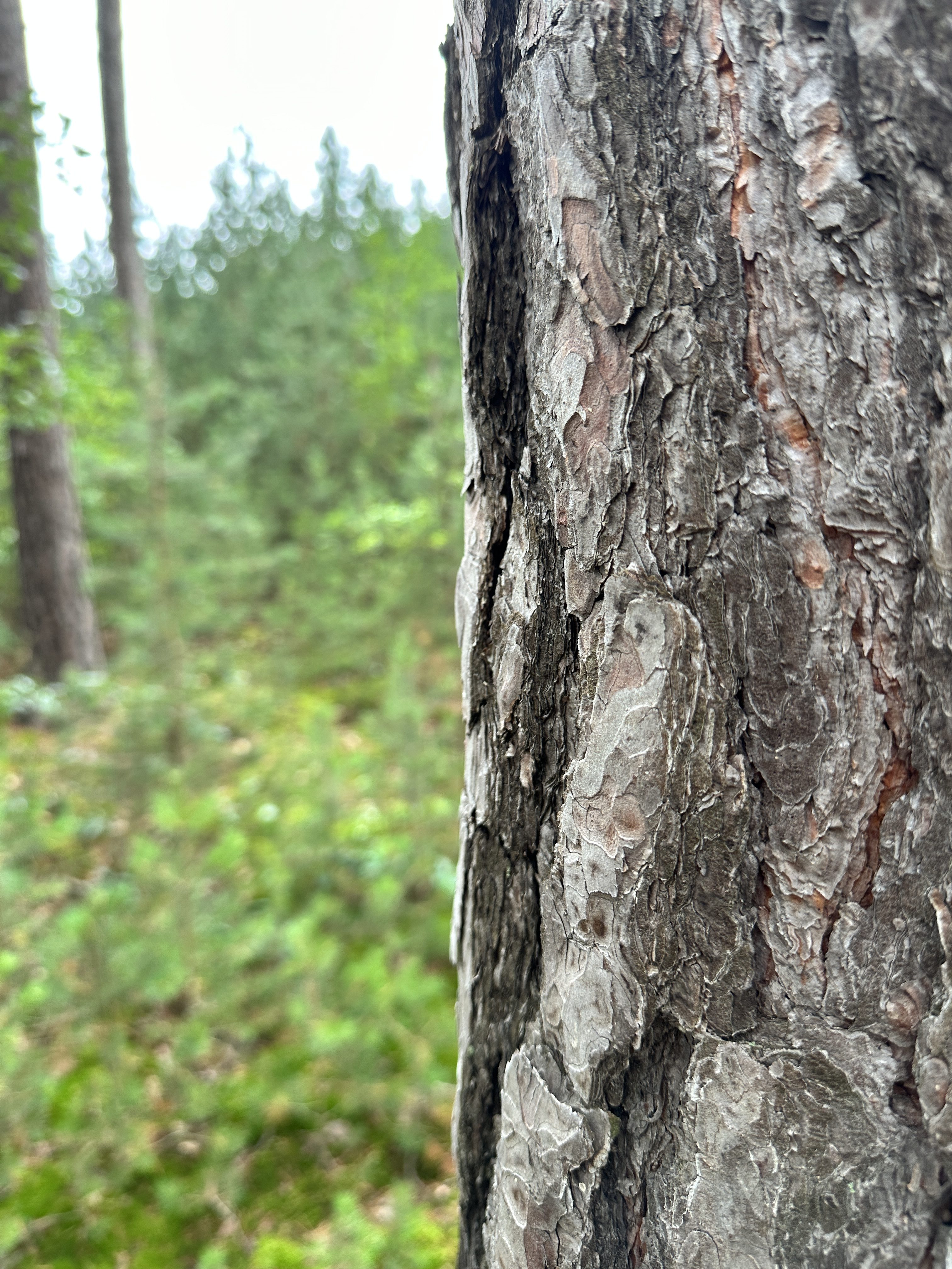 iPhone 14 Pro houby 5