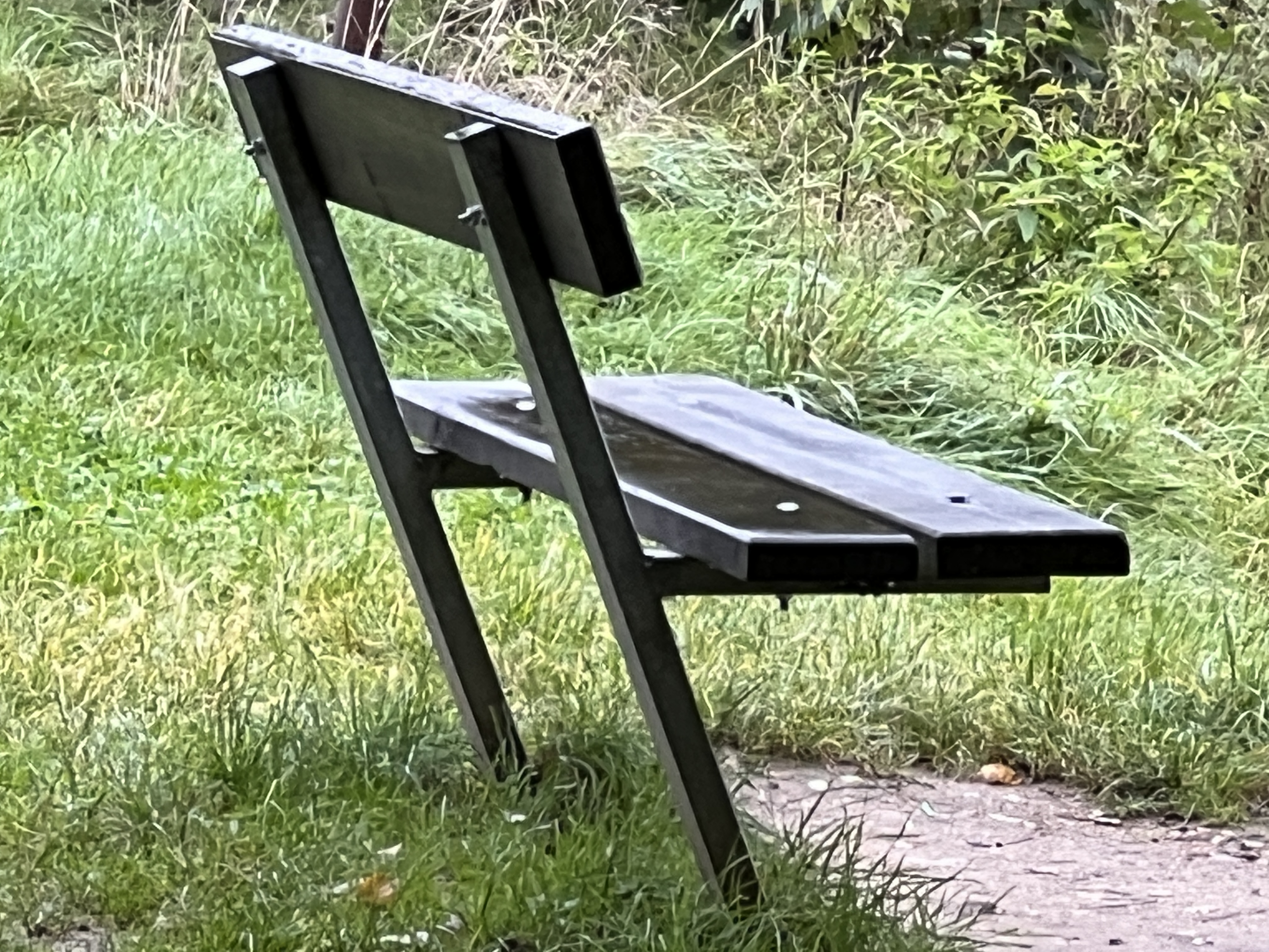 ivy plant against sky