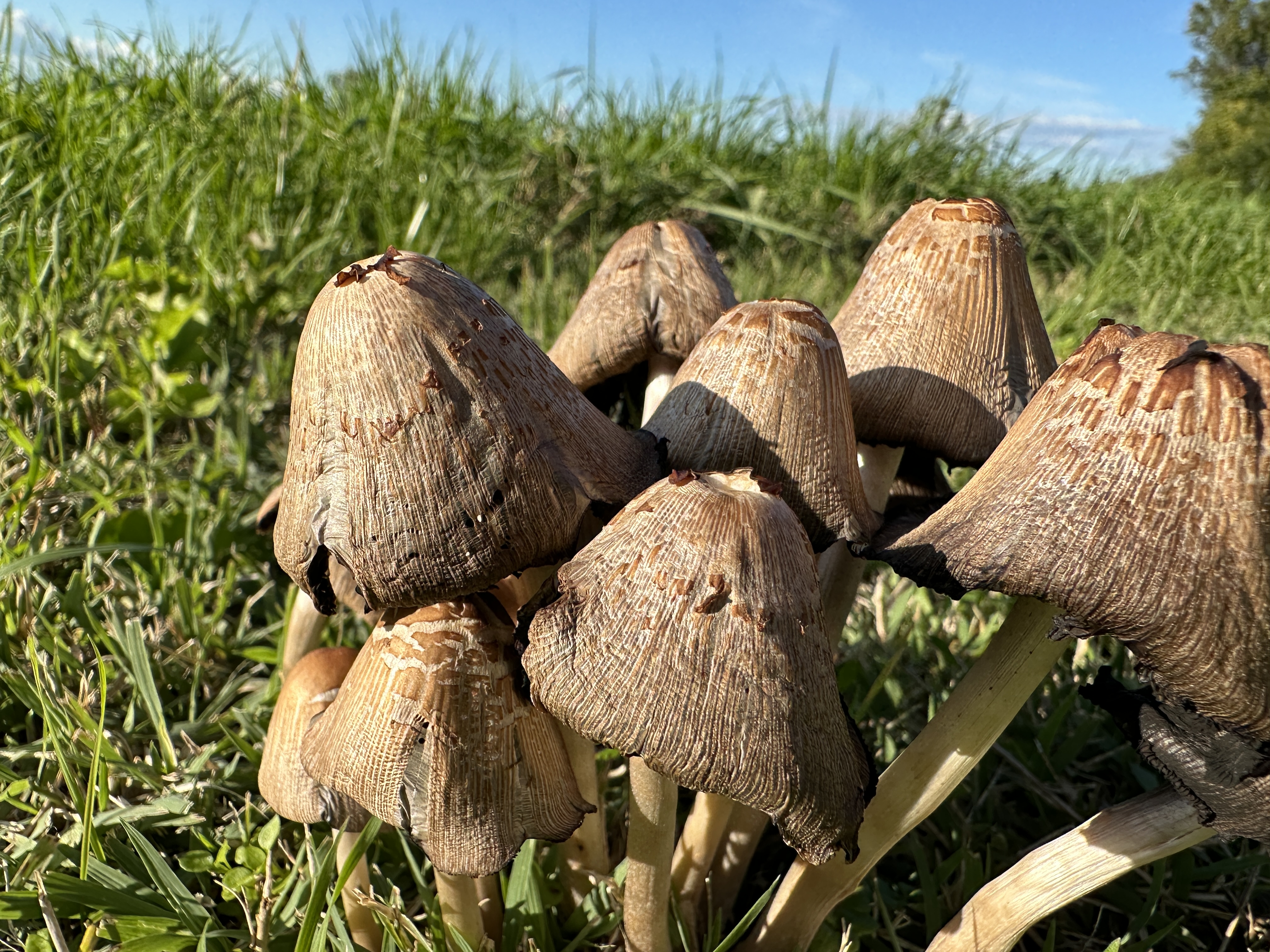 mushrooms in grass