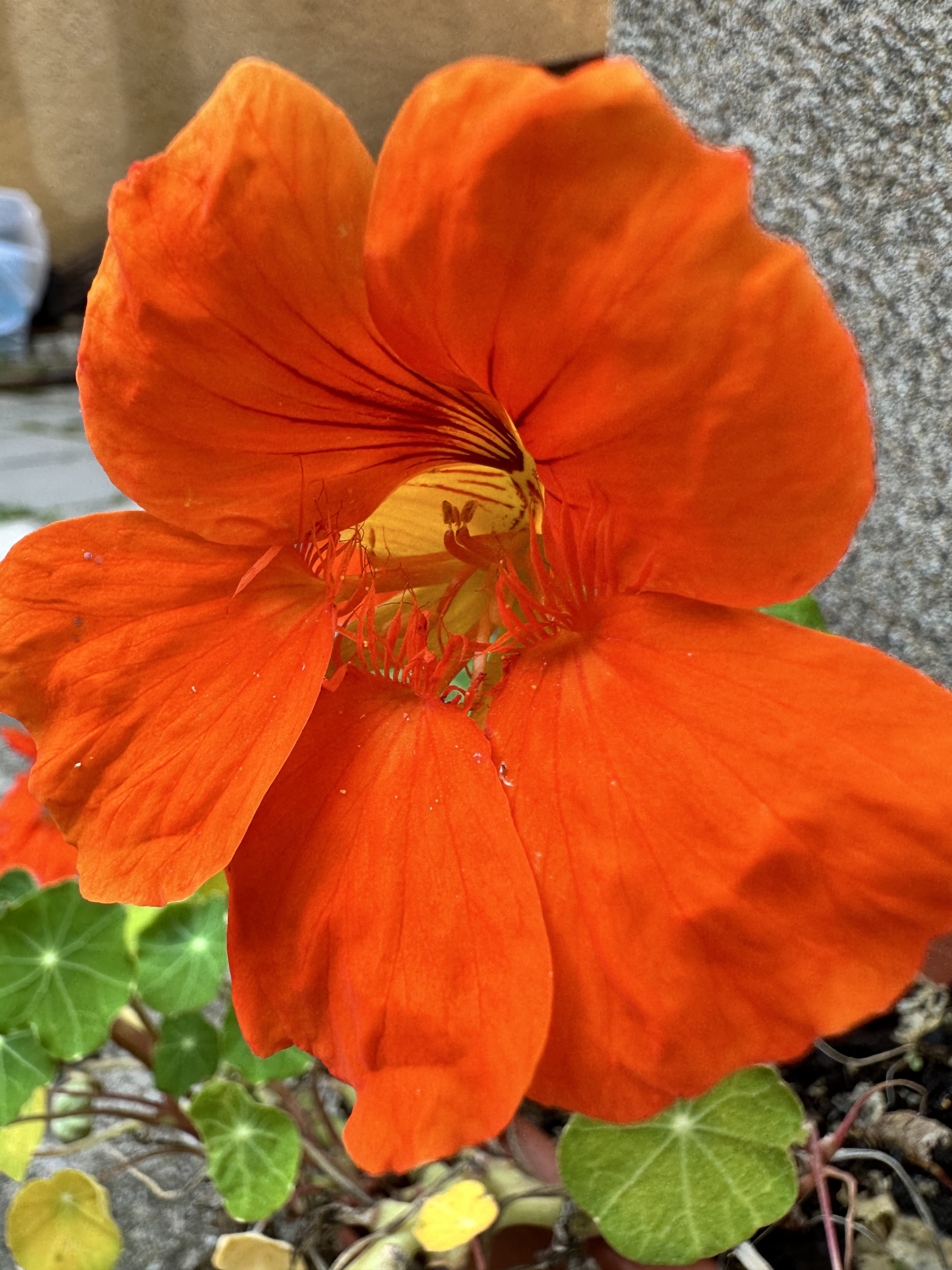 orange flower with leaves