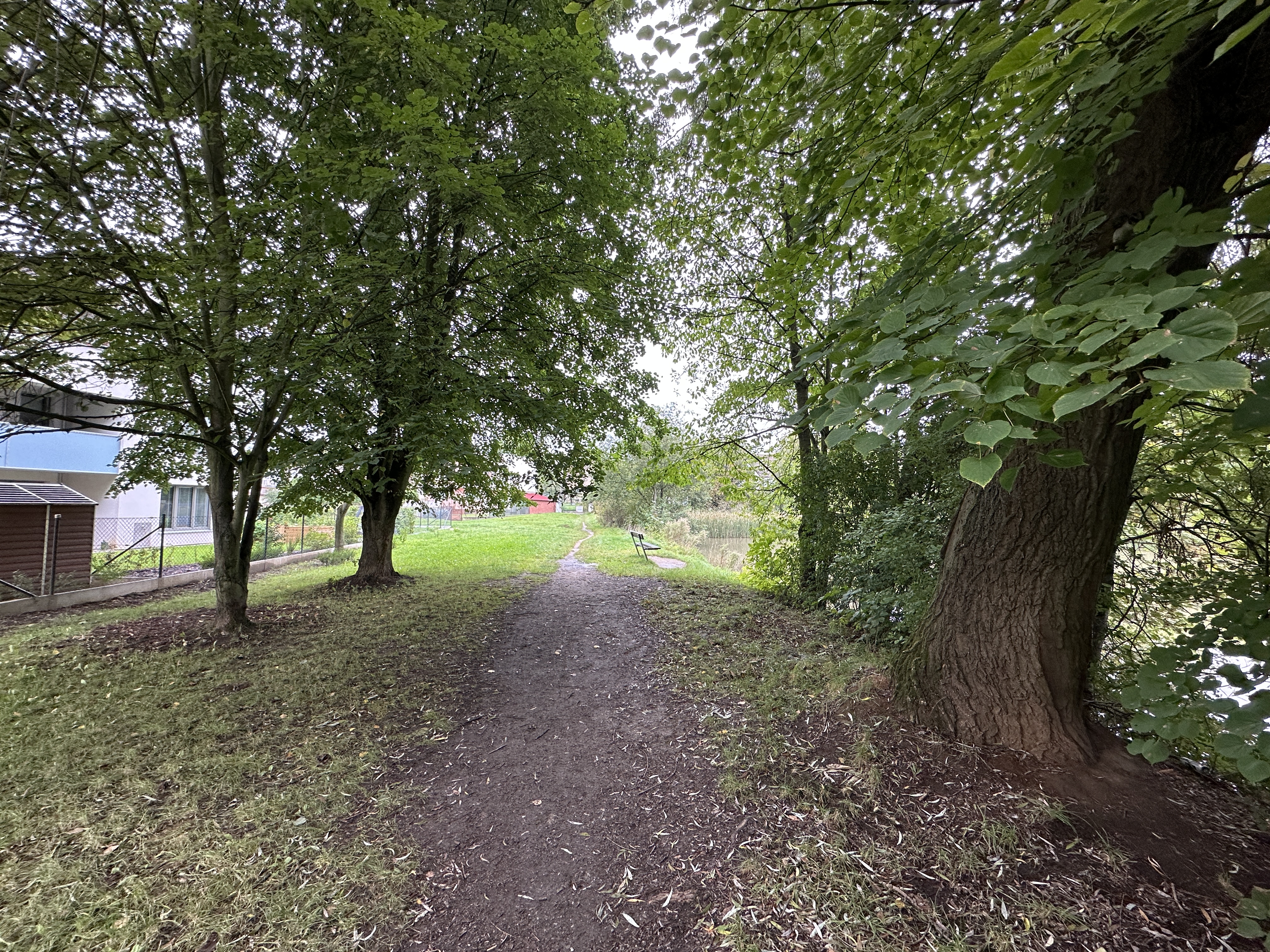 park pathway with trees
