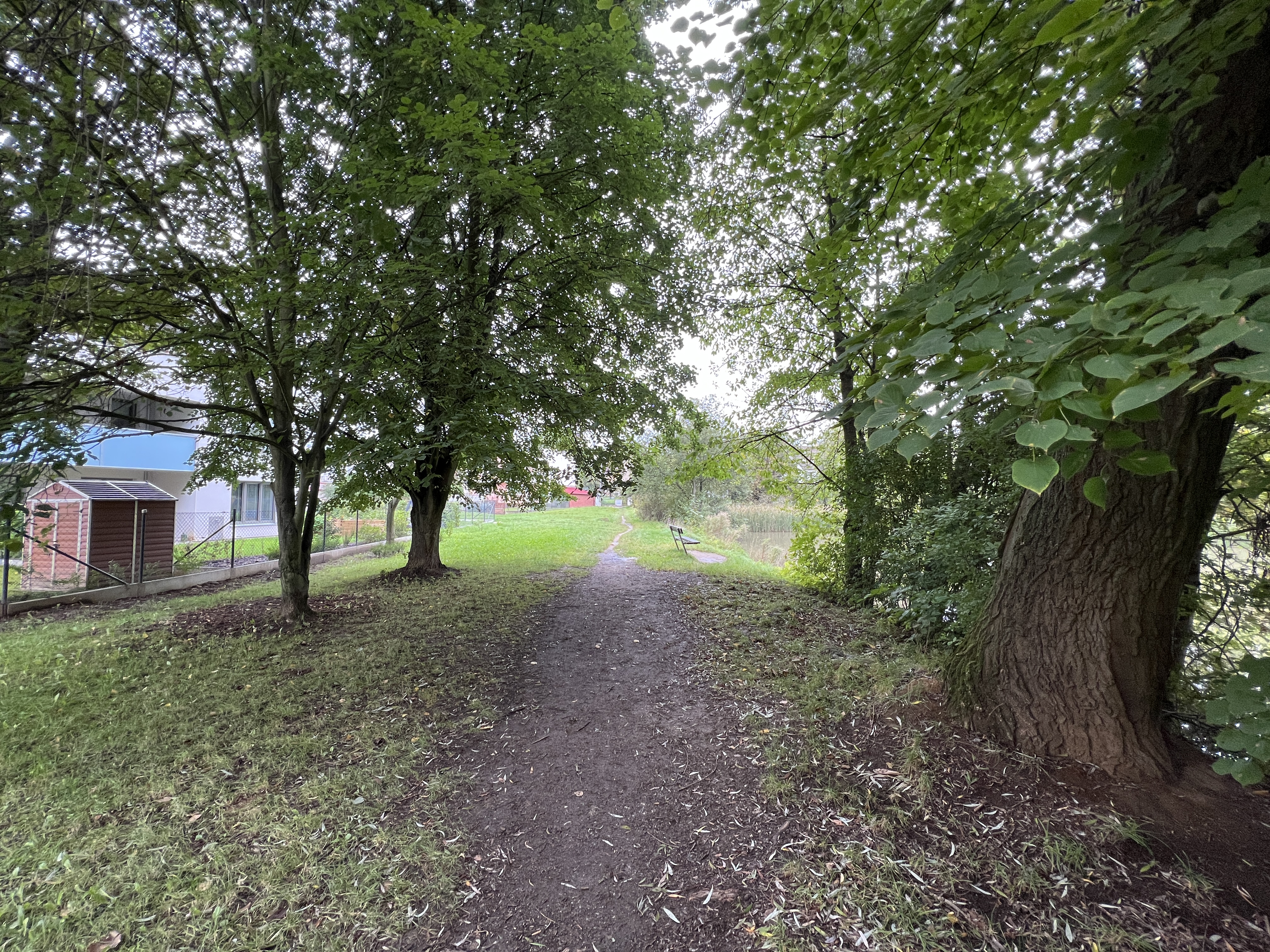 pathway between trees