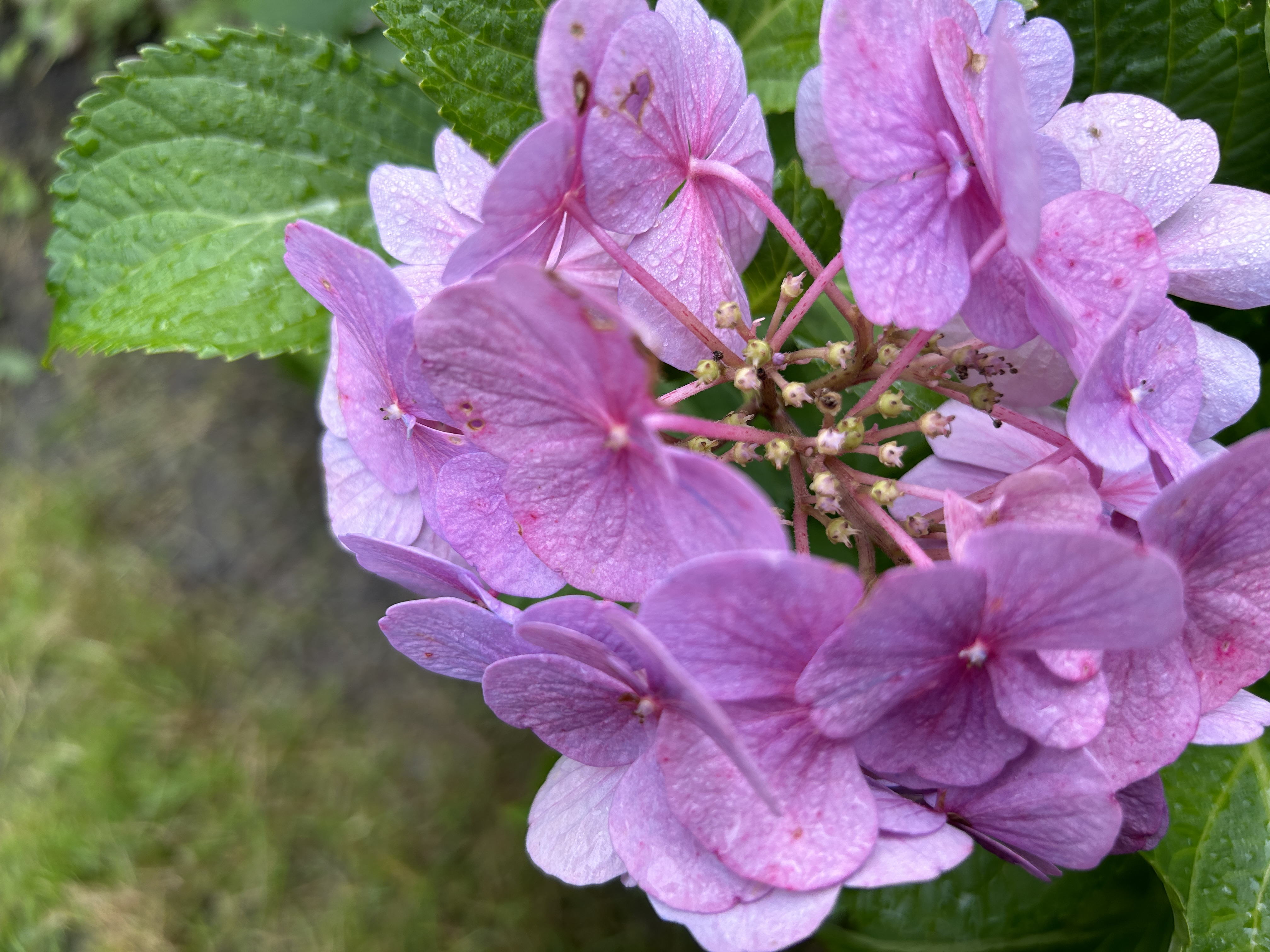 pink hydrangea closeup