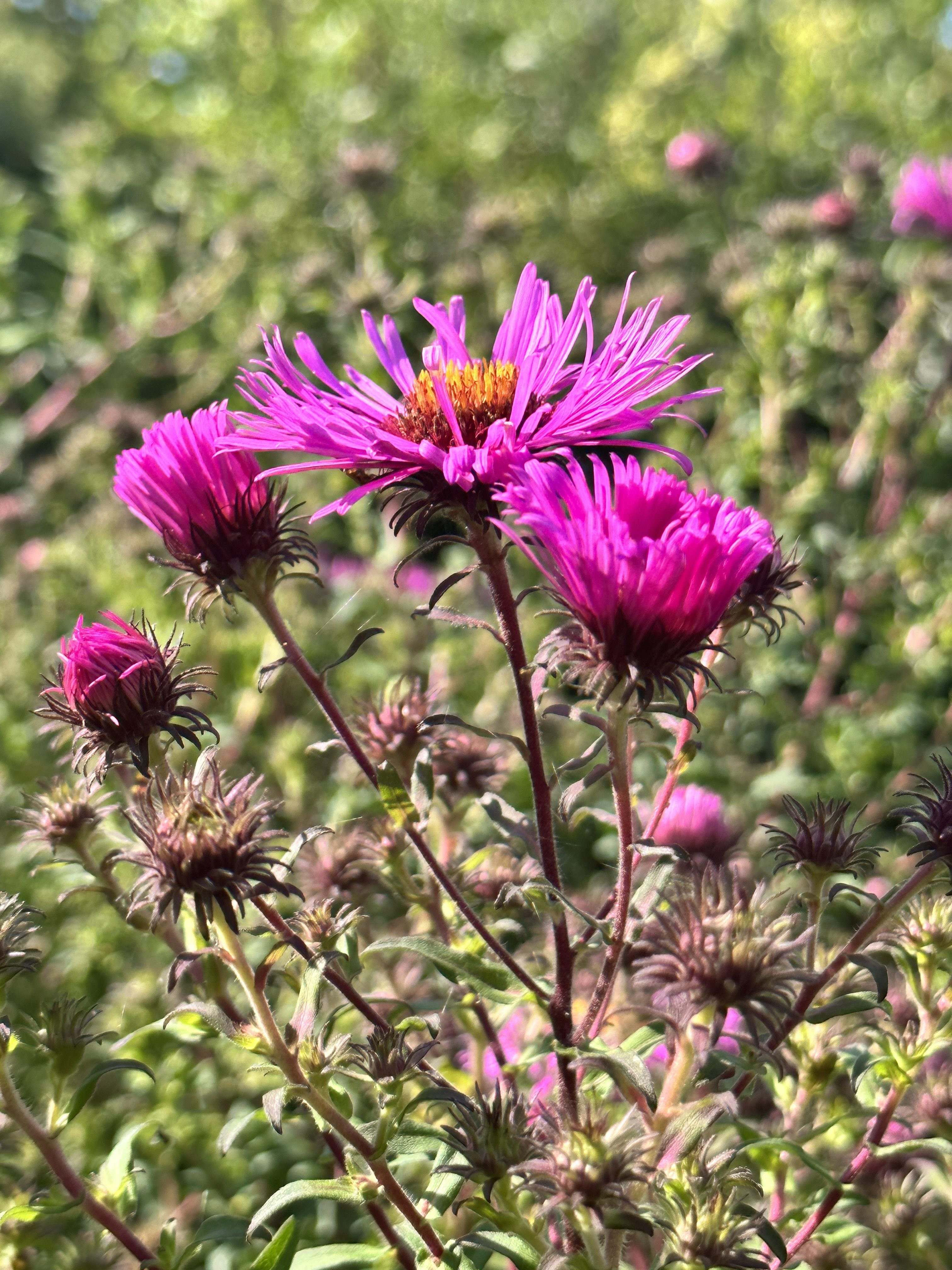 purple flowers close up