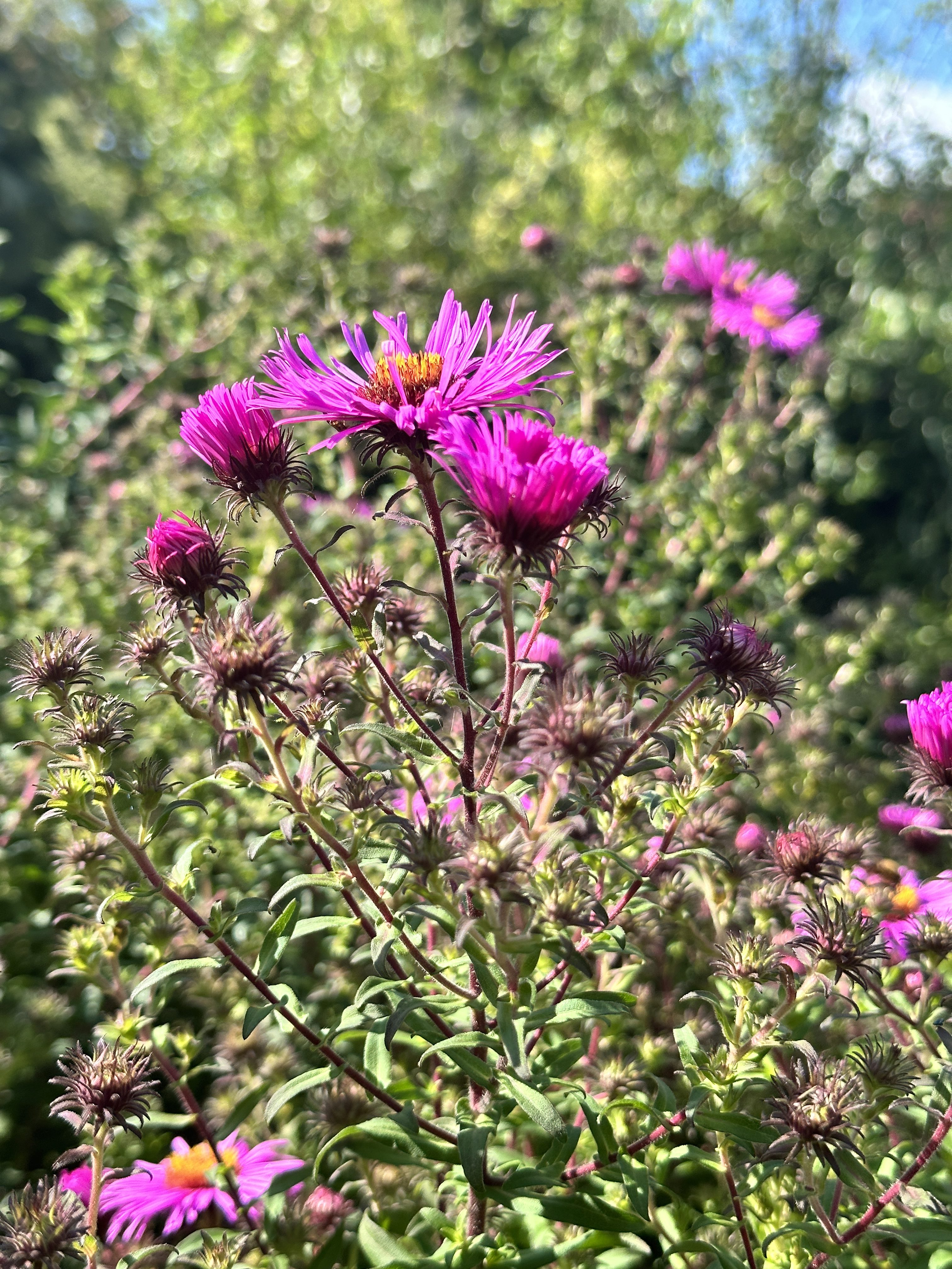 purple flowers garden