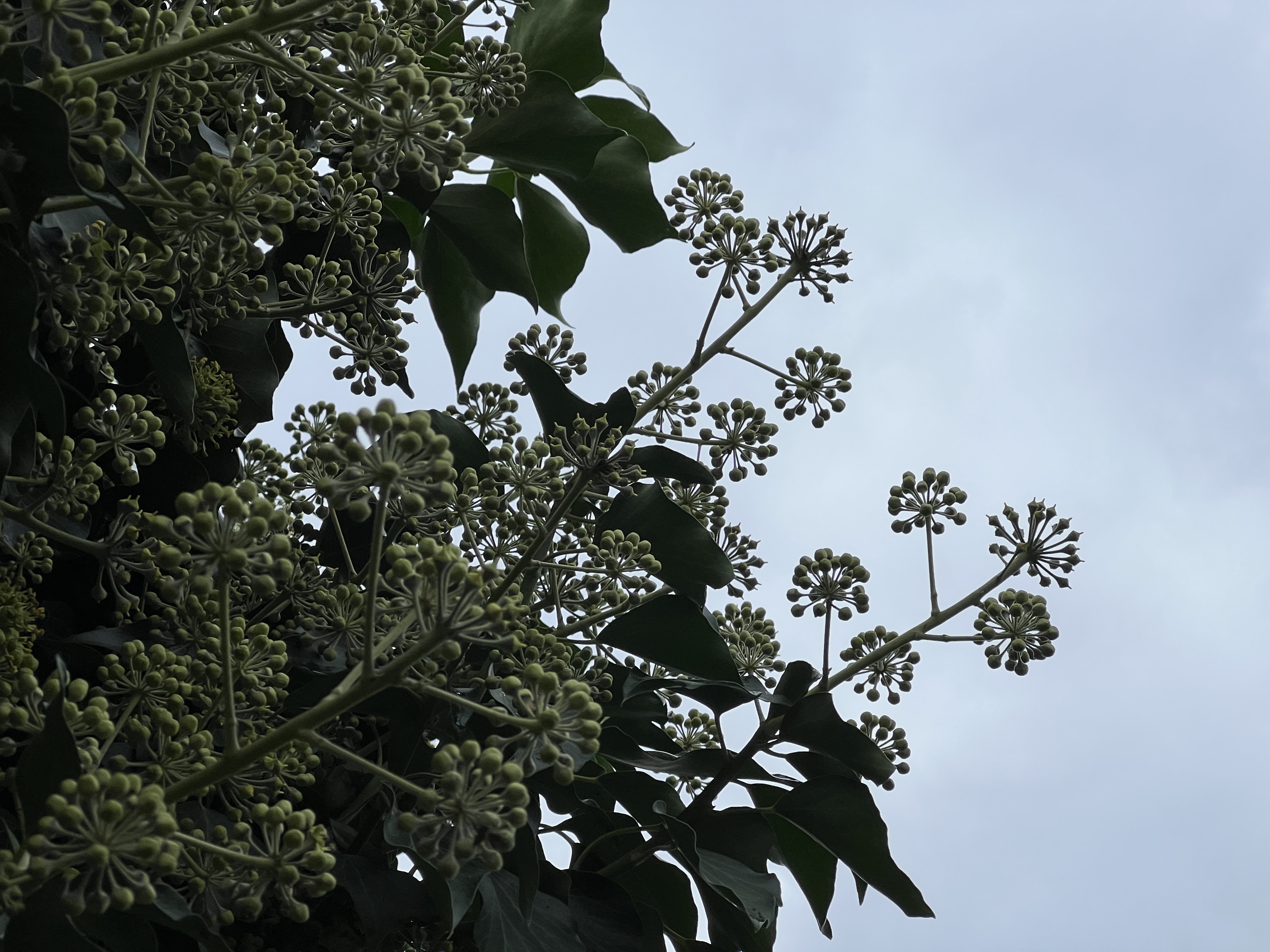 purple flowers in garden