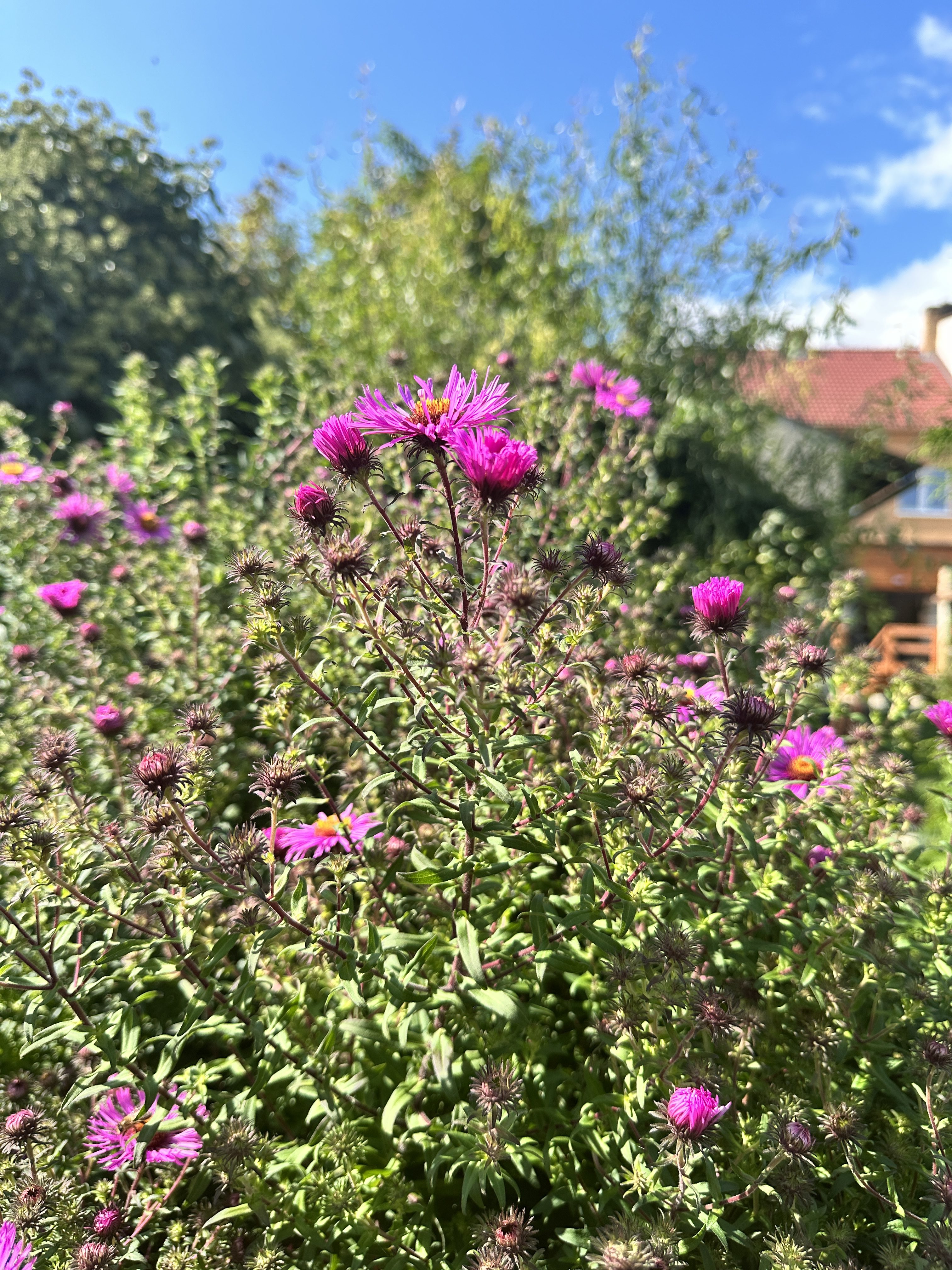 purple flowers sunny day