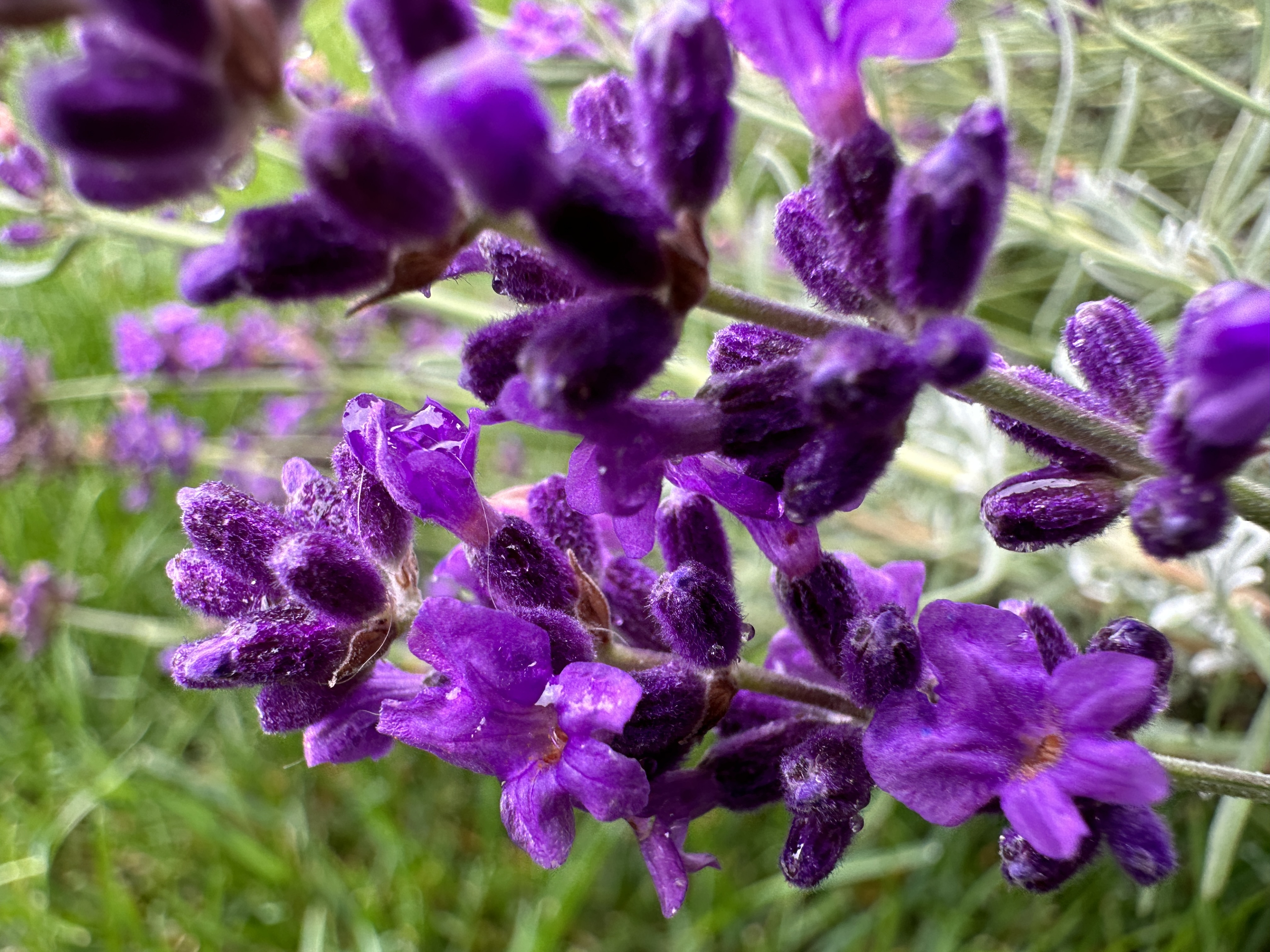 purple lavender flowers