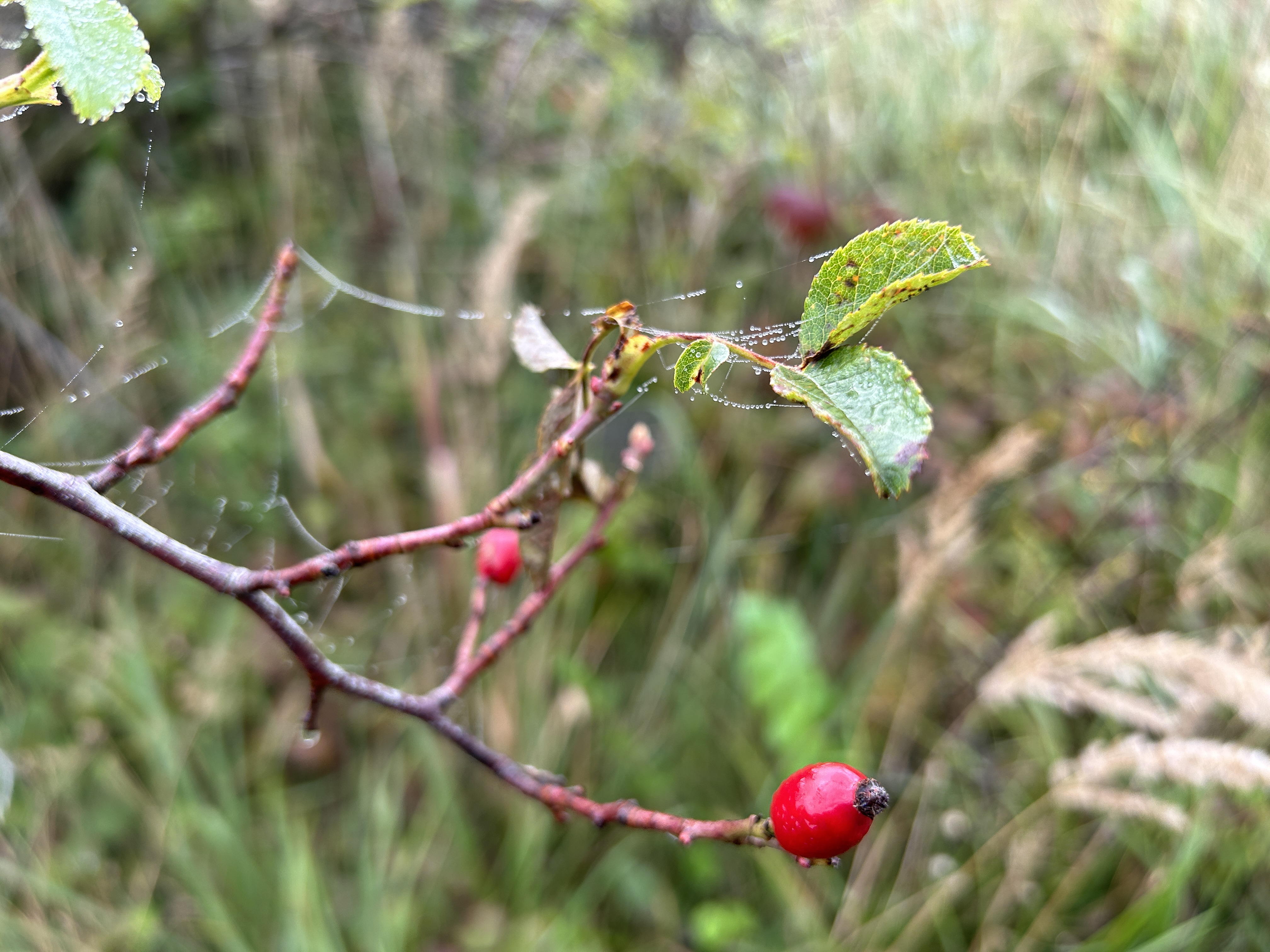 red berries on branch