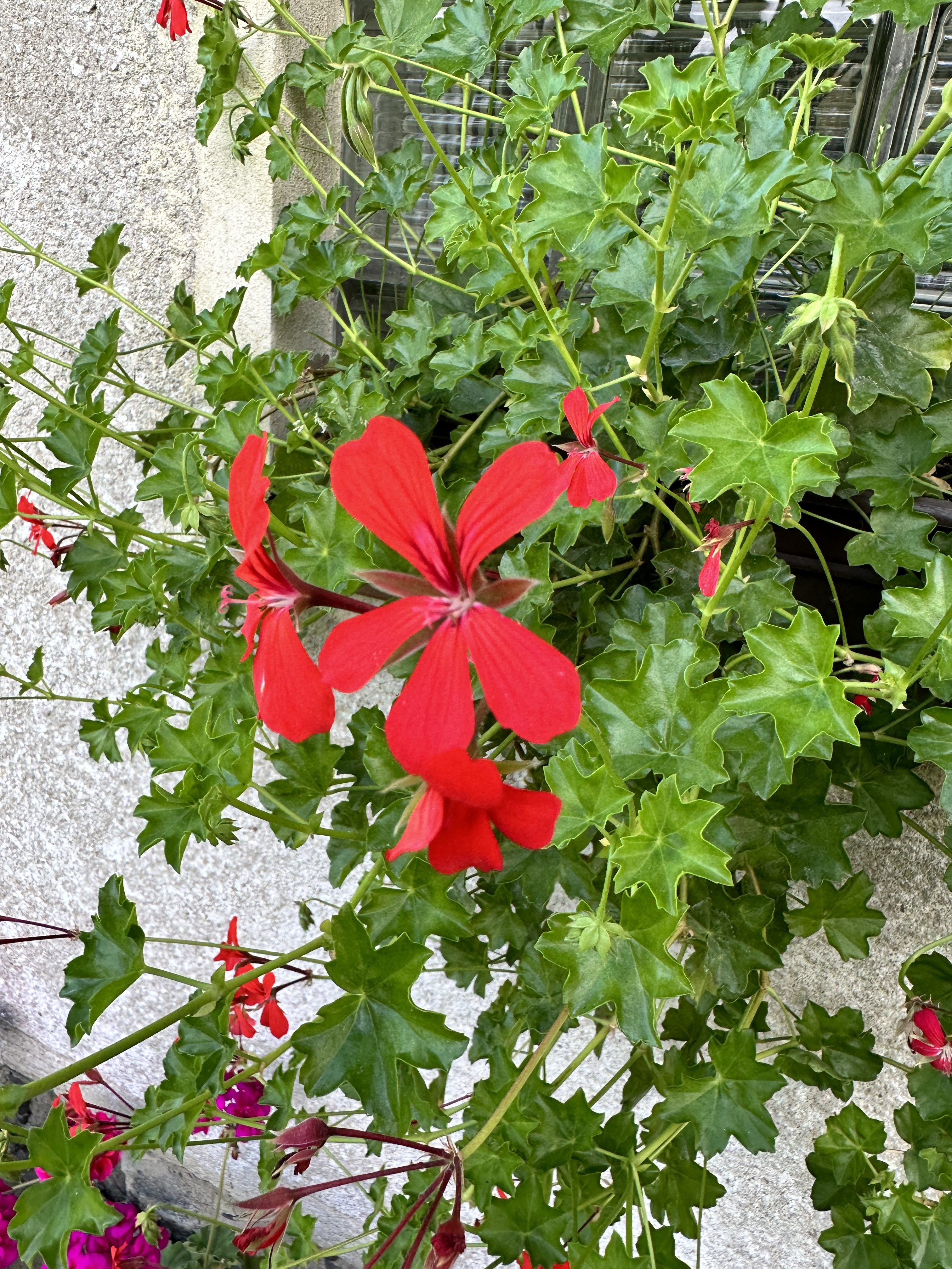 red flower green leaves