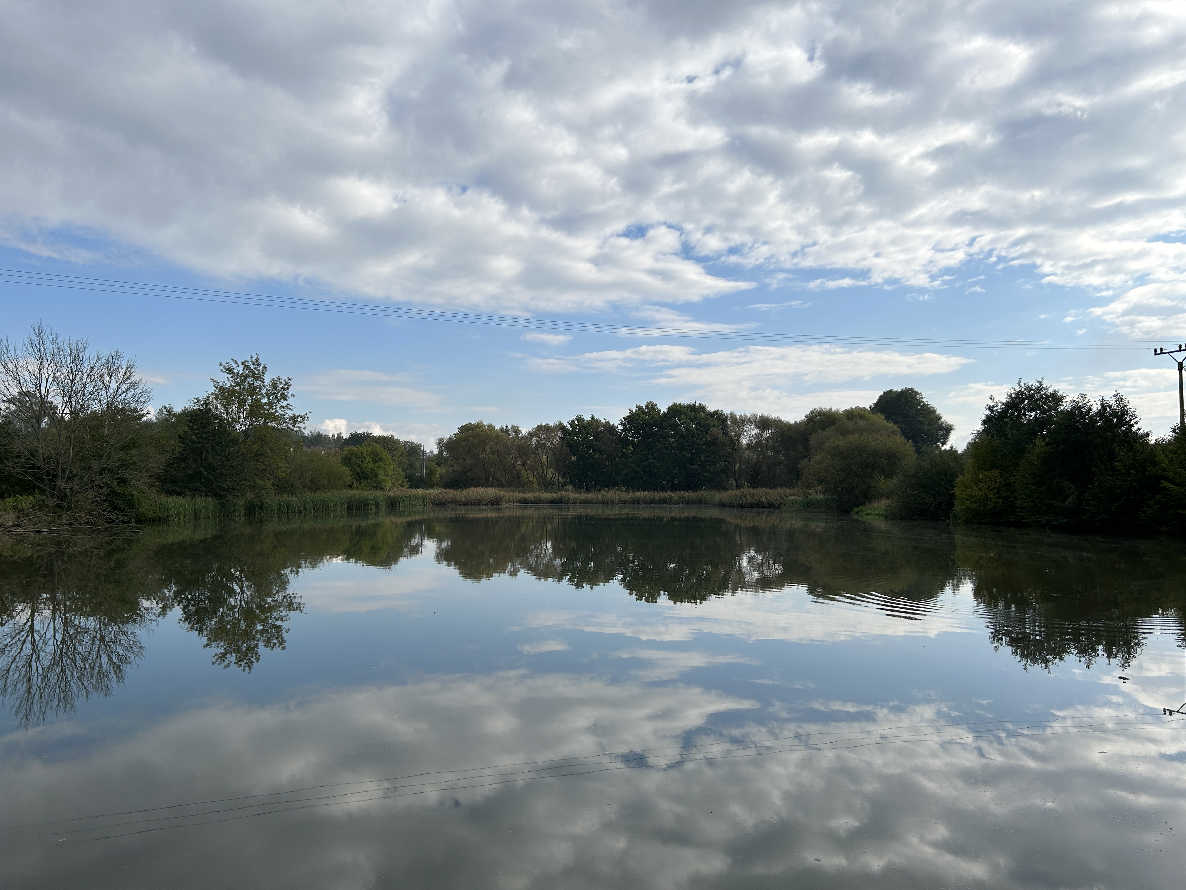 serene lake and trees