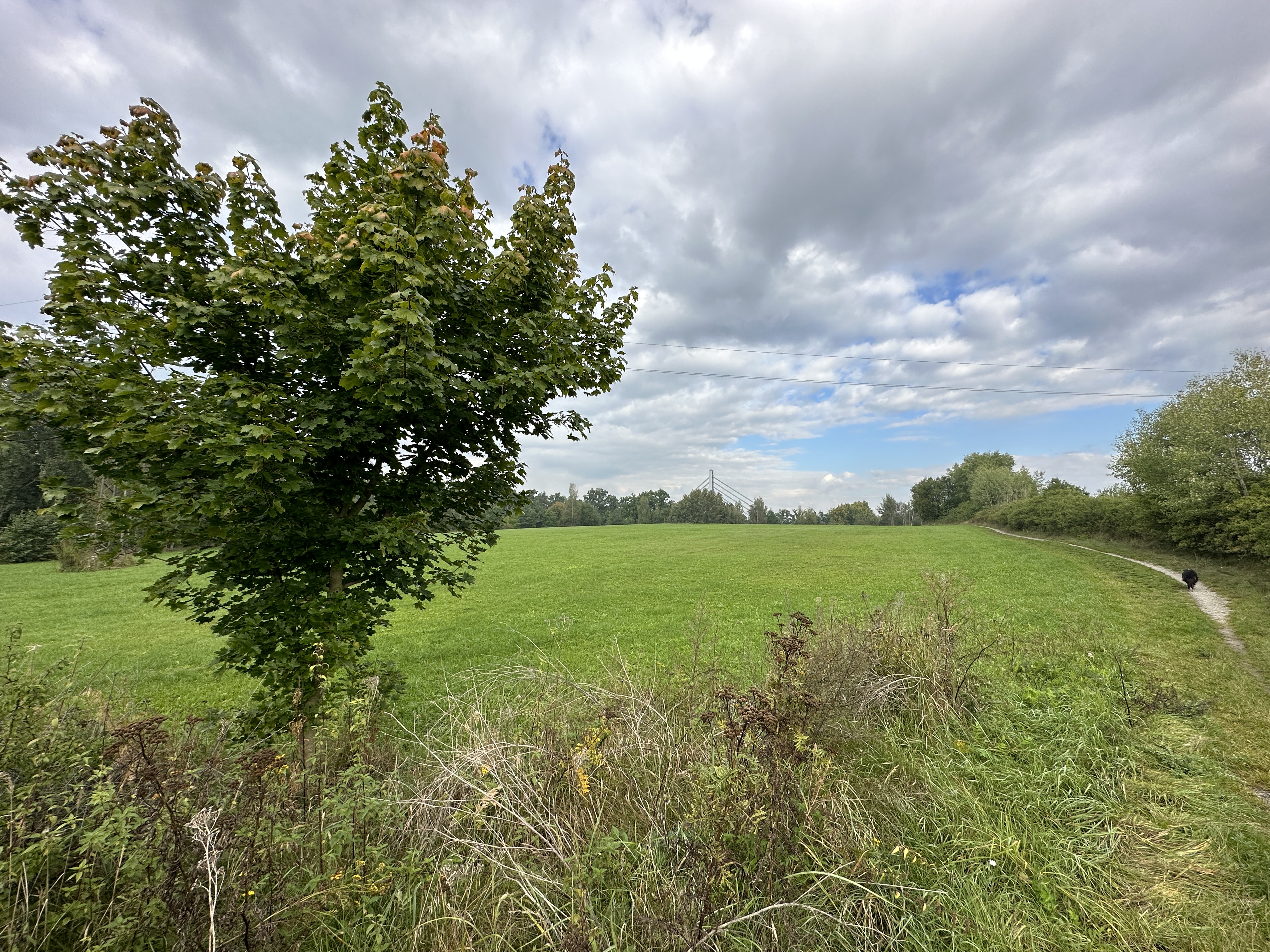 solitary tree green field