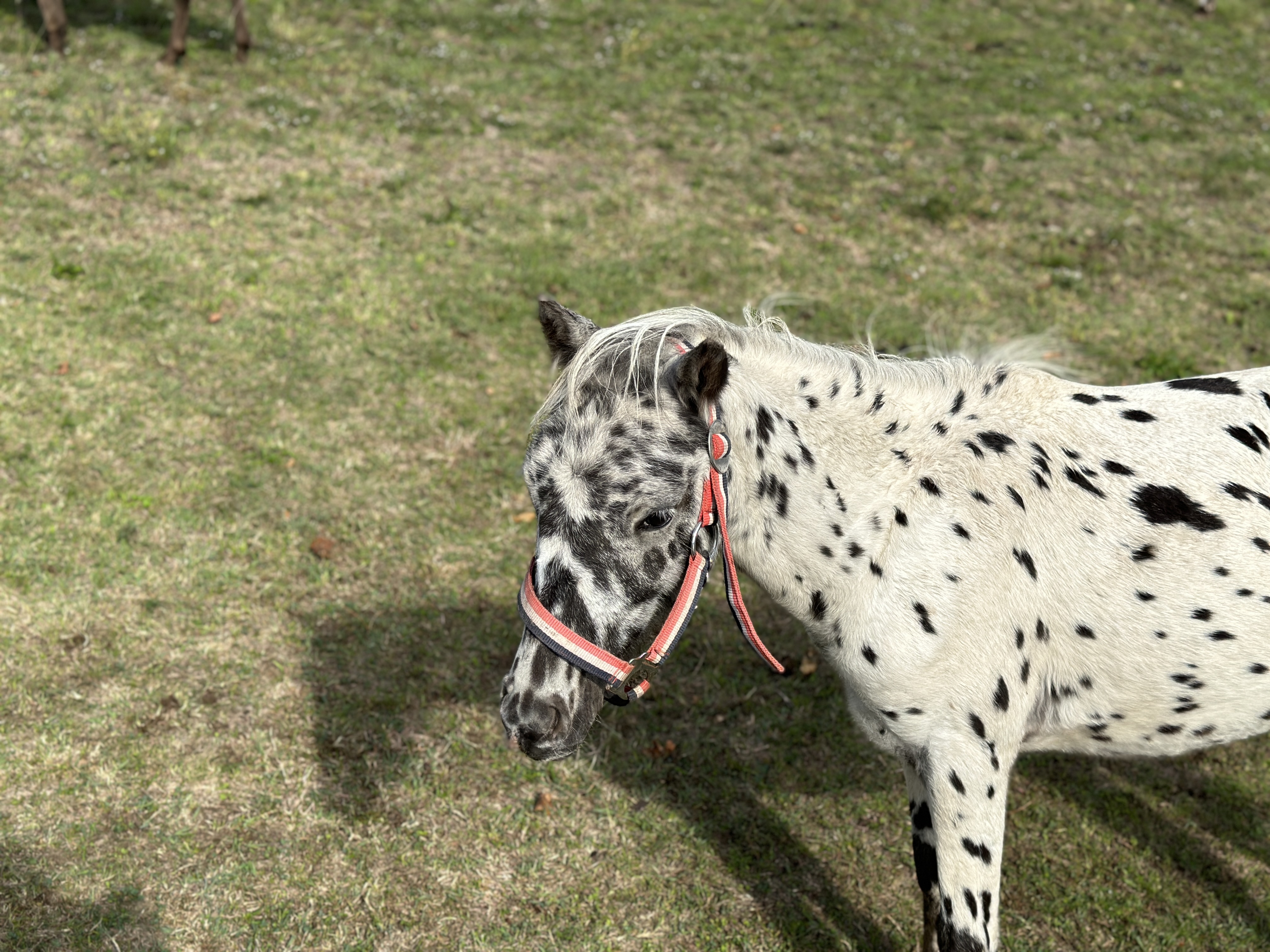 spotted pony on grass