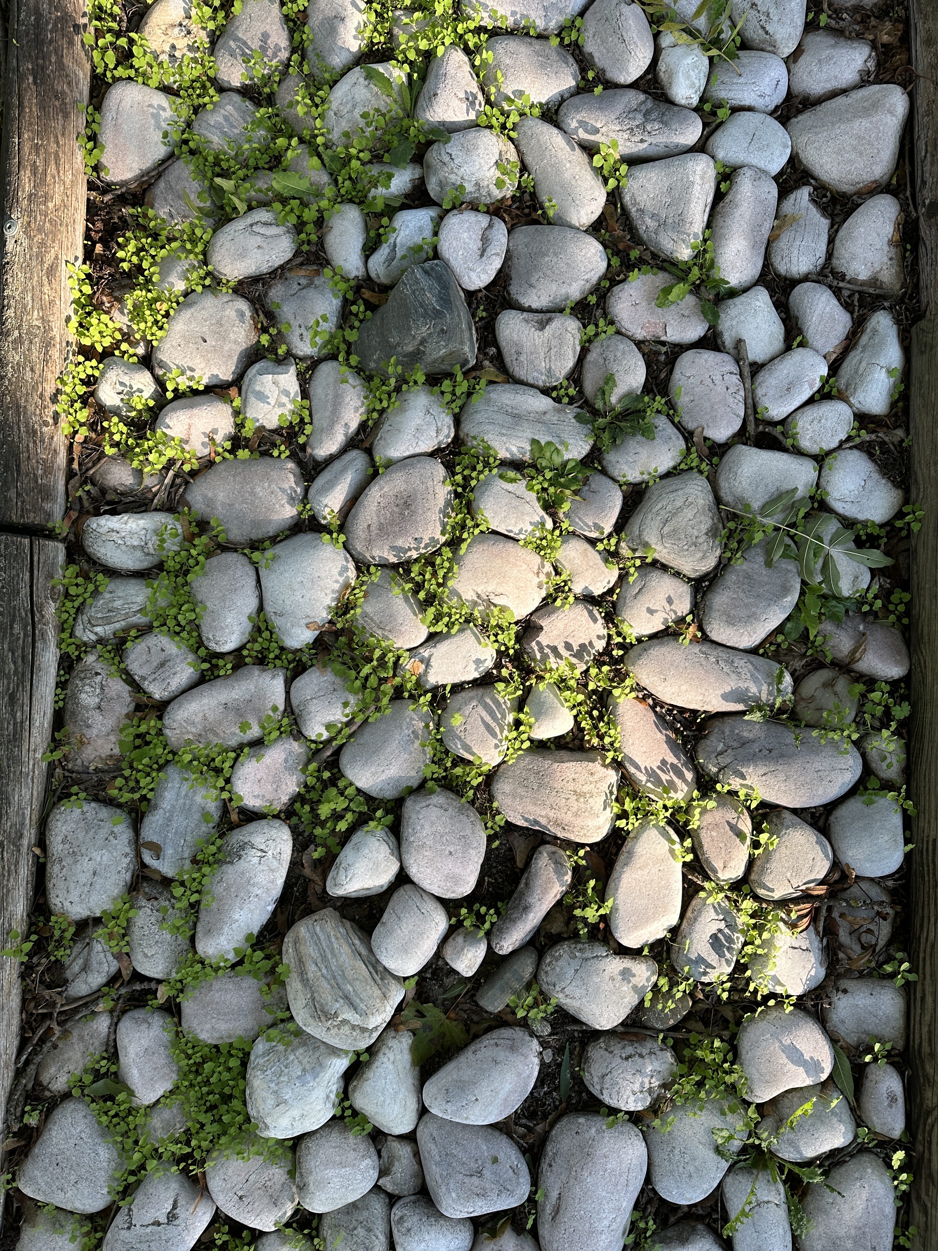 stone path with greenery