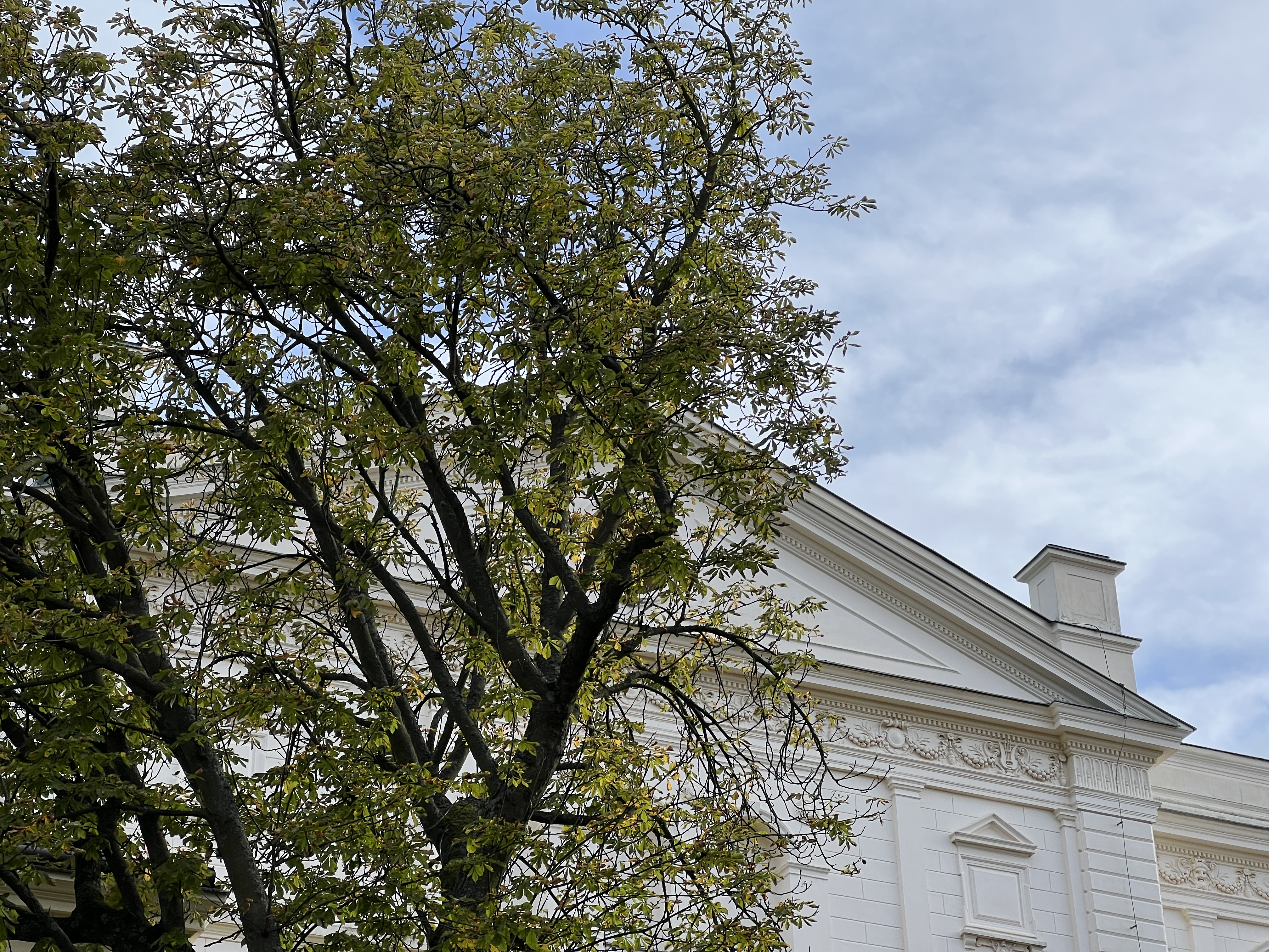 tree and building