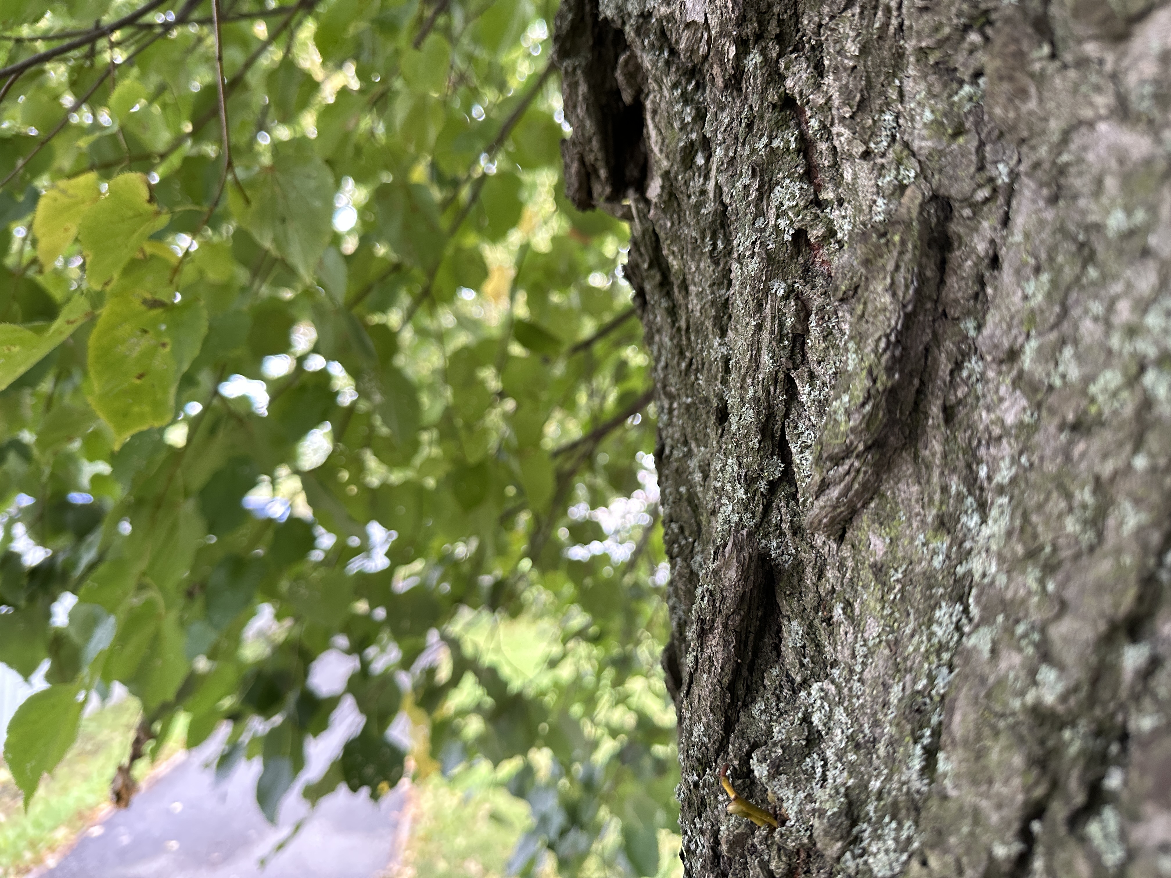 tree bark and leaves