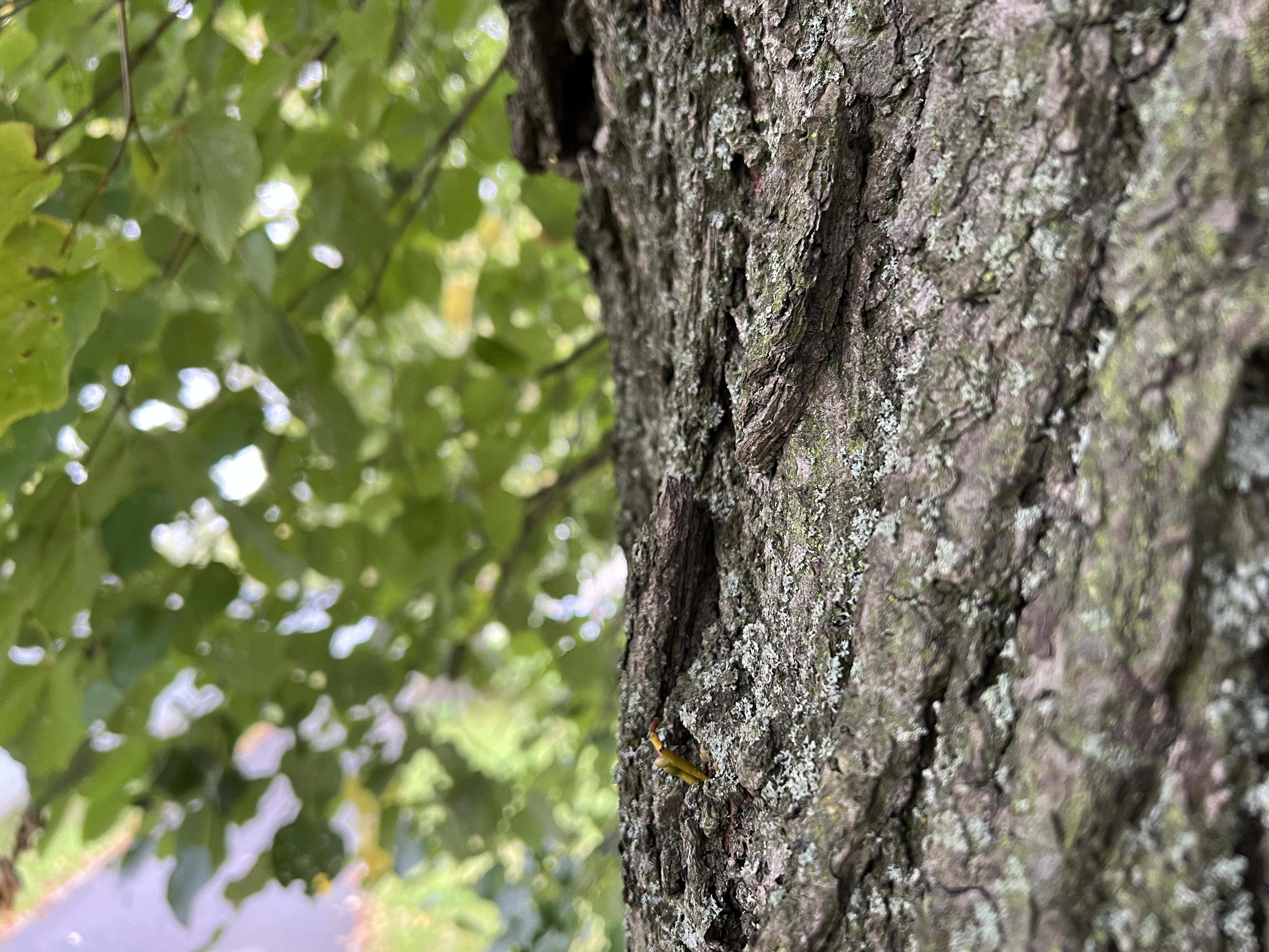 tree bark with insect