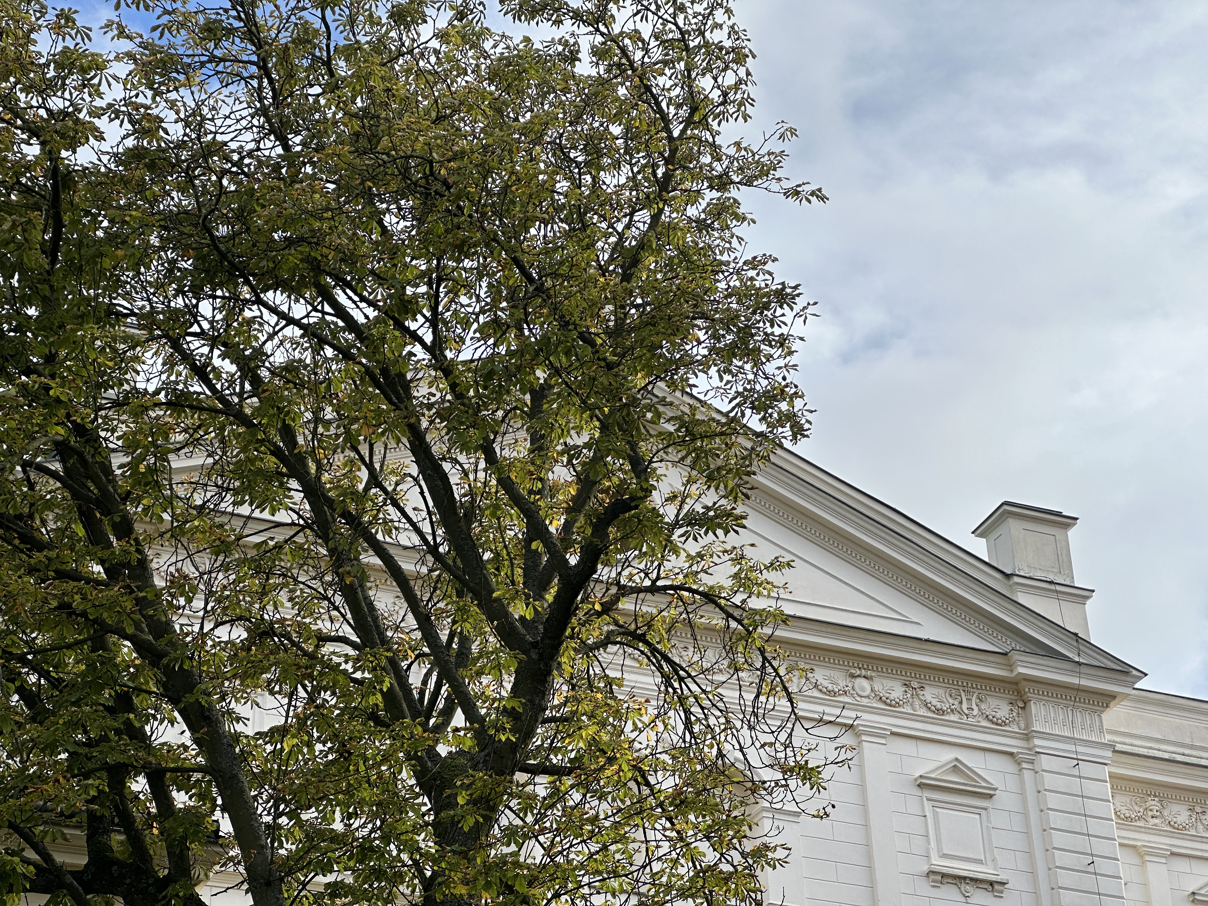 tree in front of historic building
