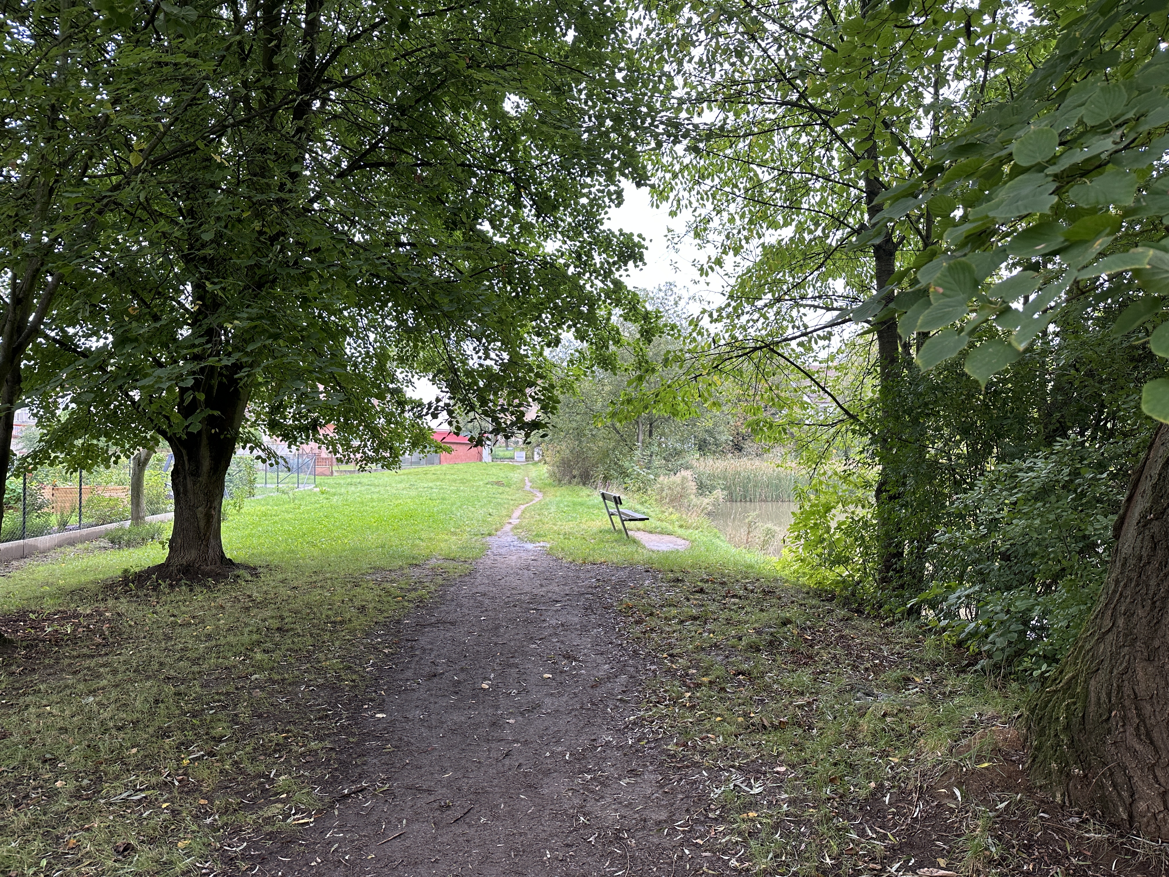 tree lined pathway