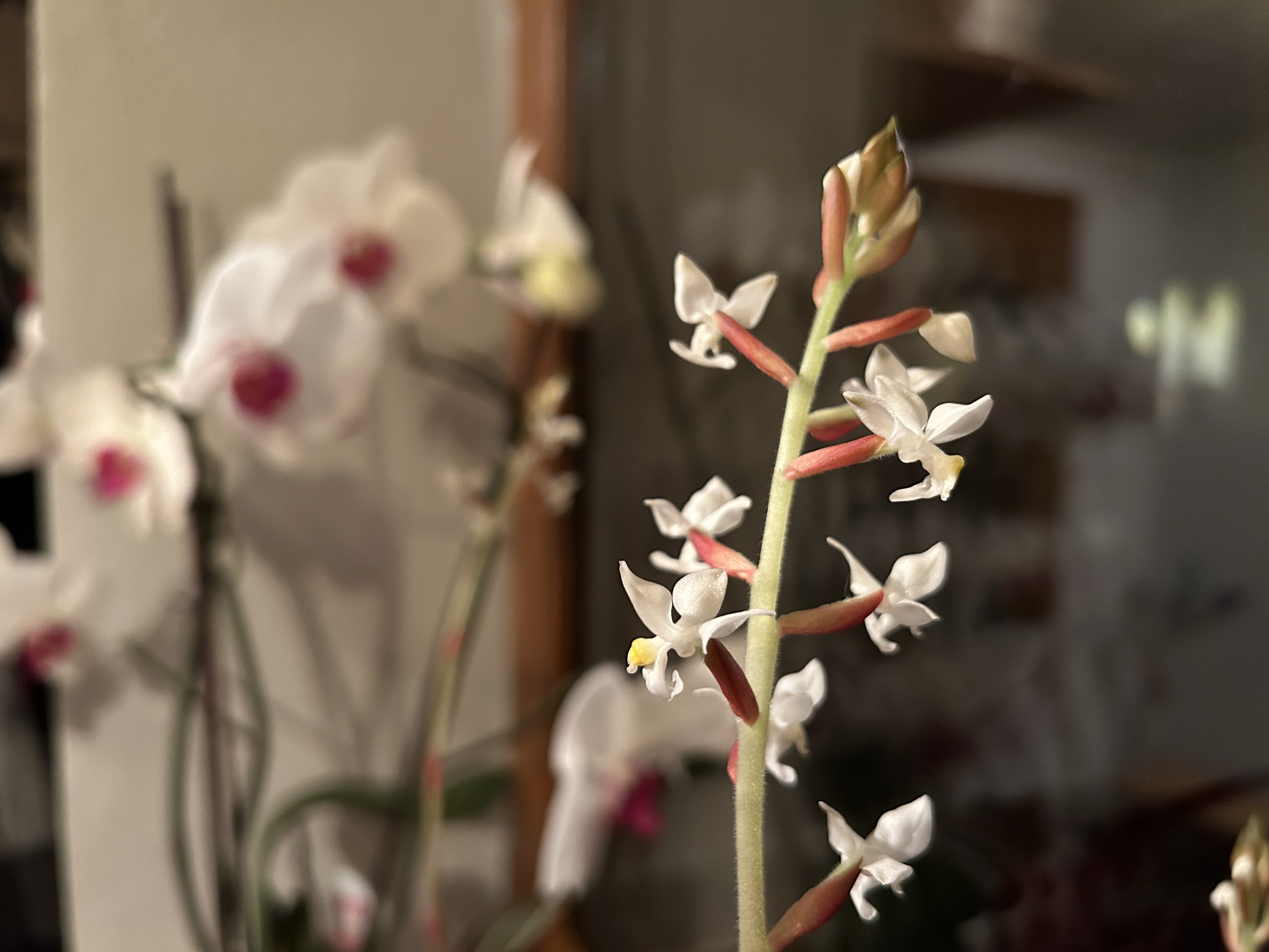 white orchid flowers closeup