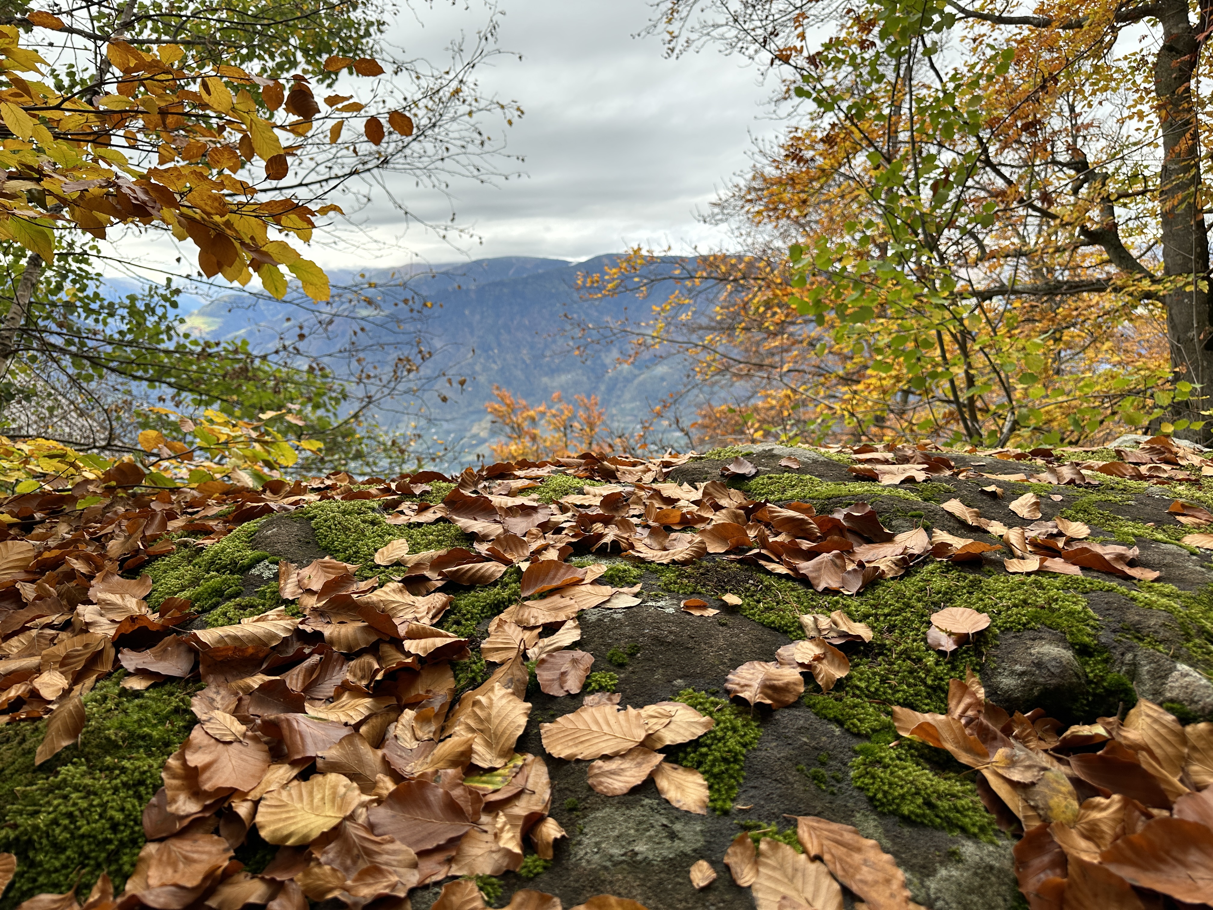 autumn leaves on mossy rock