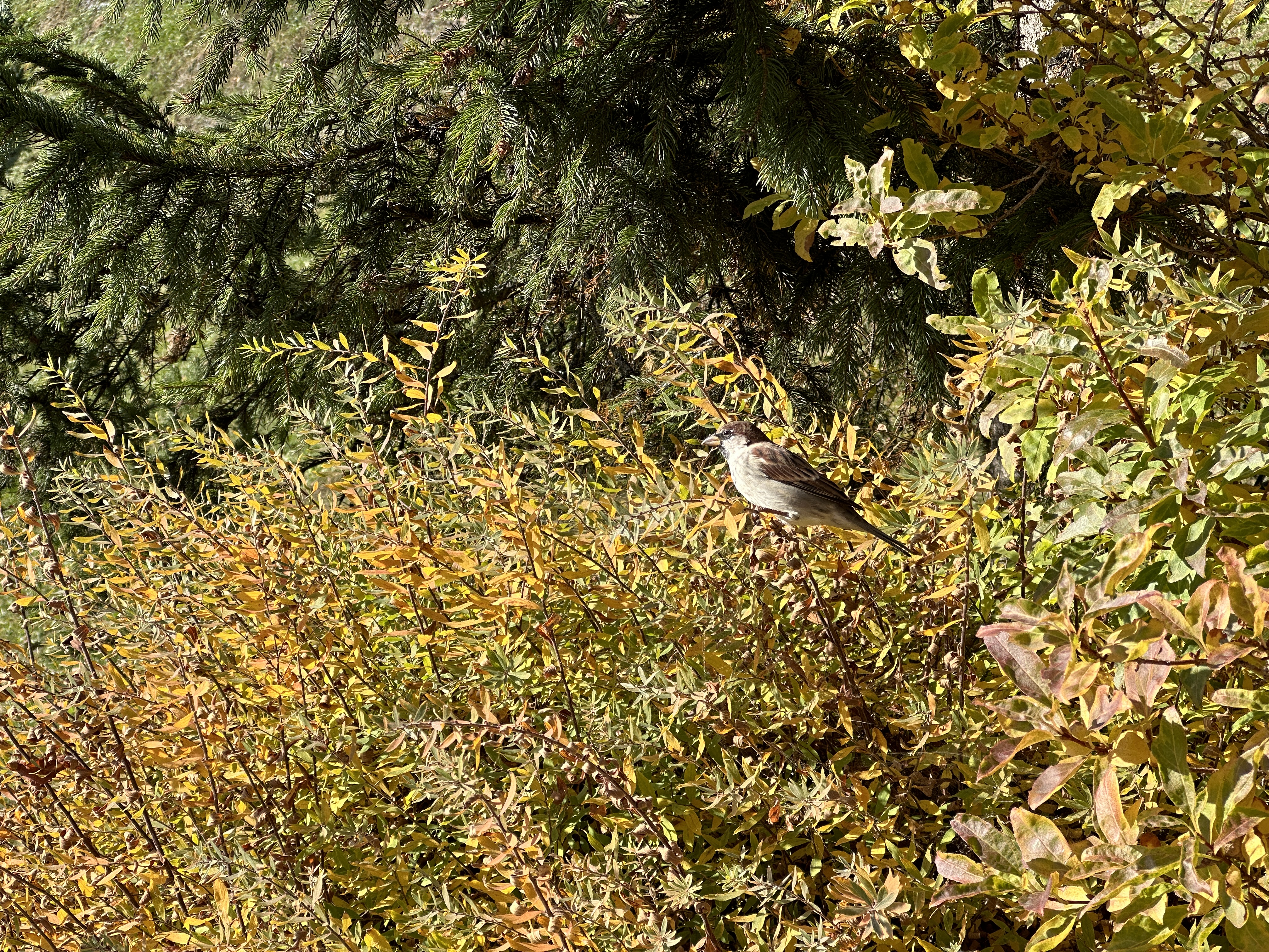 bird in autumn bush