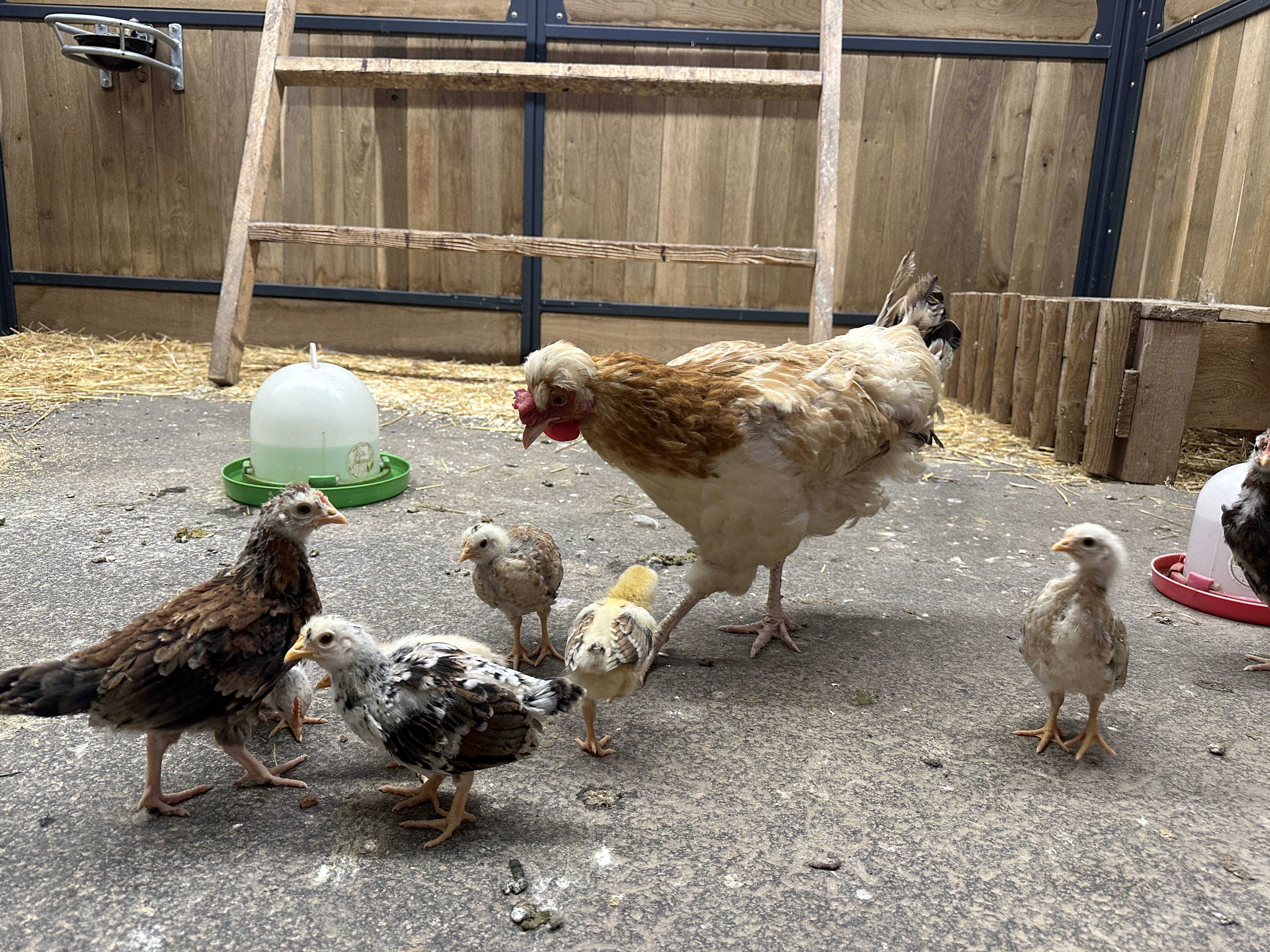 chickens and hen in coop