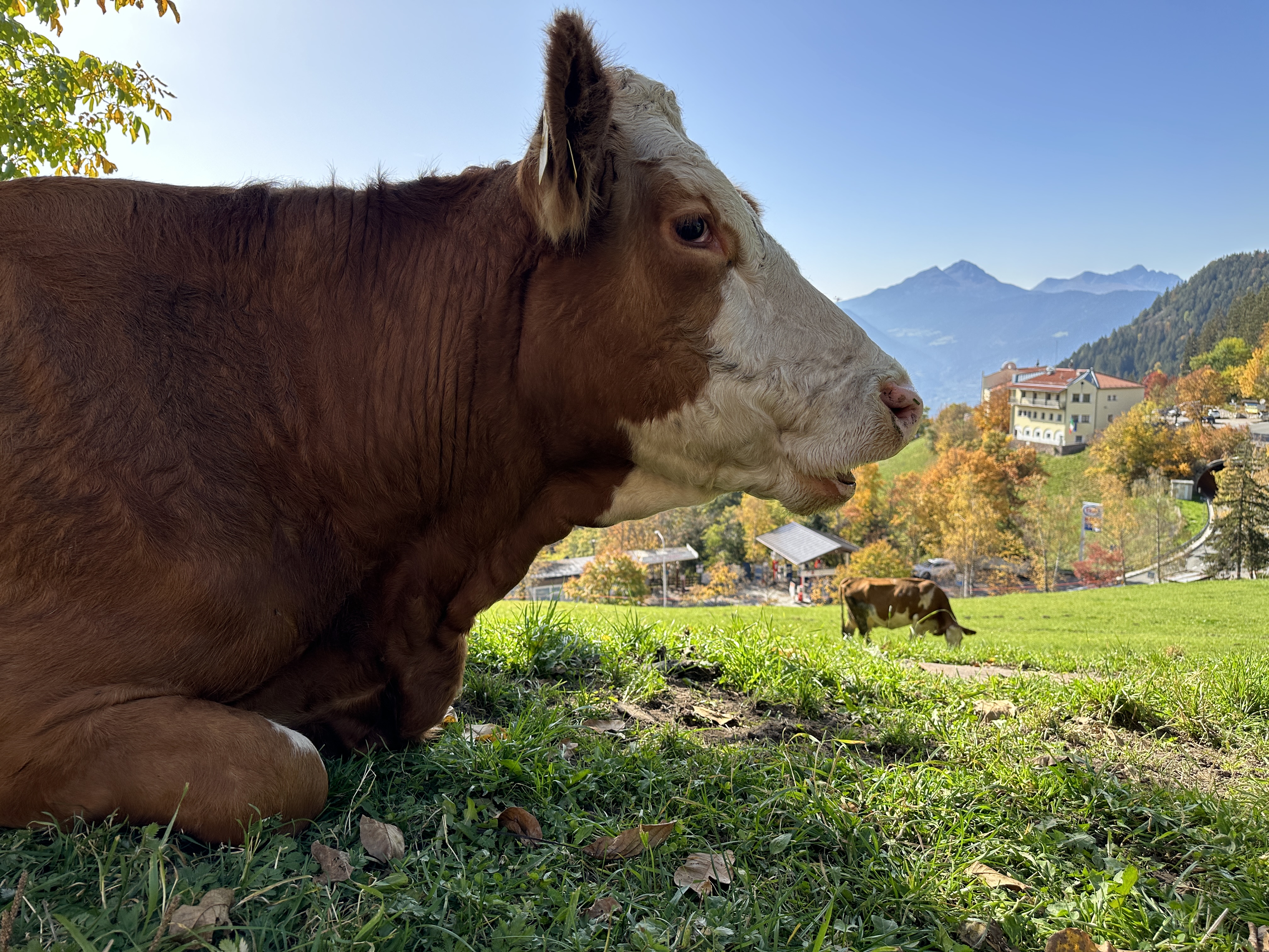 cow resting mountain view