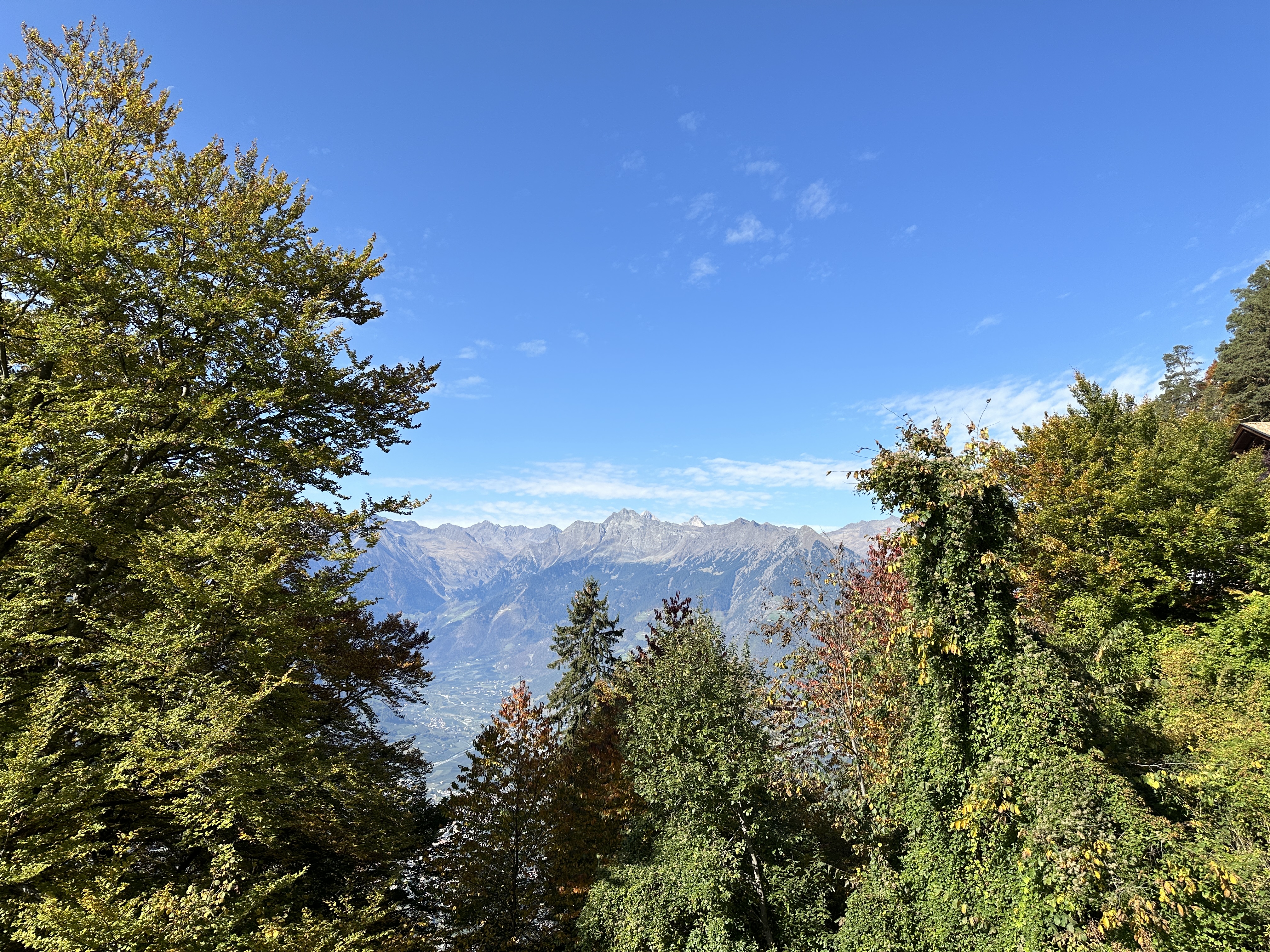 forest mountain landscape