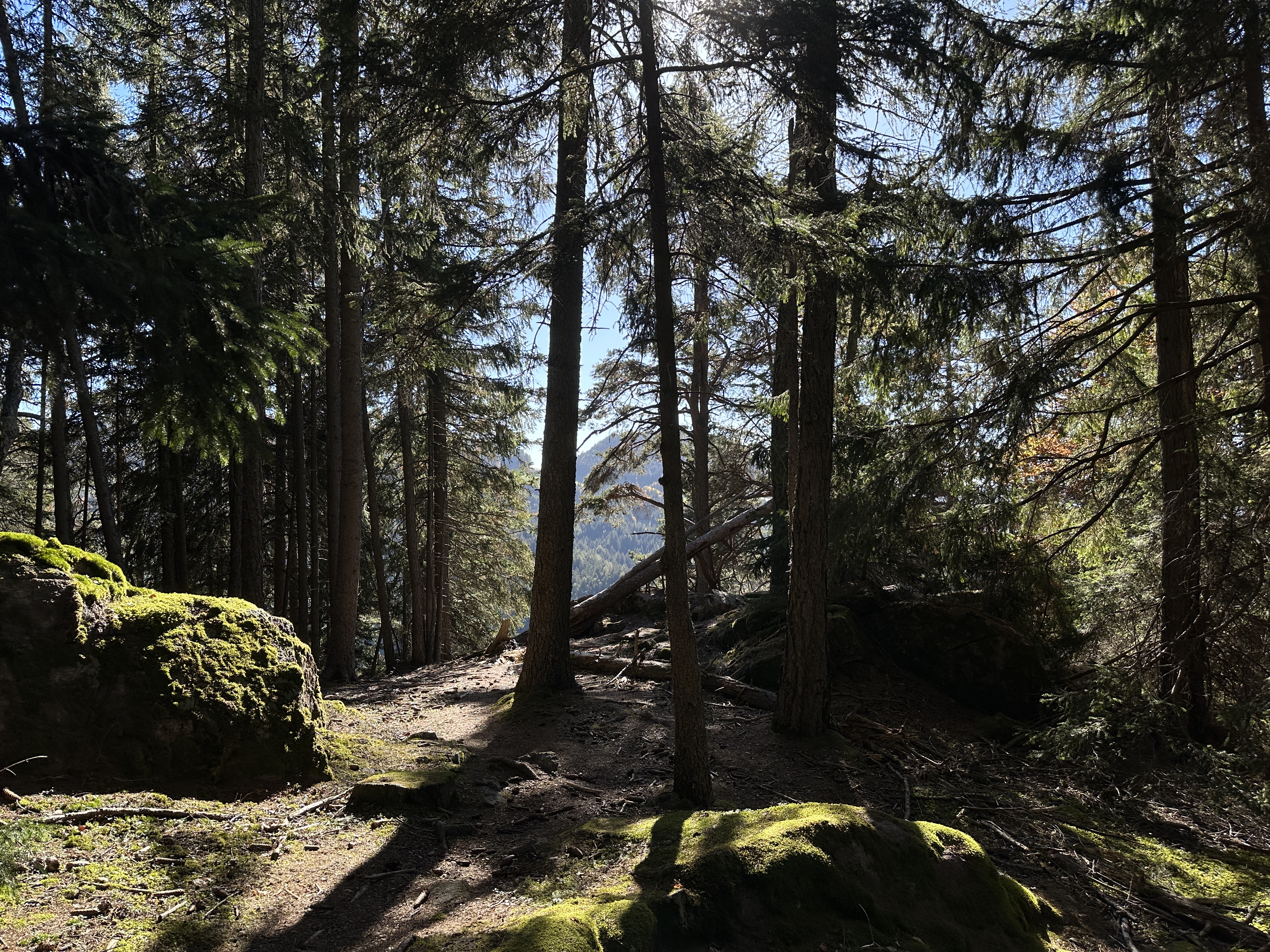 forest path with sunlight