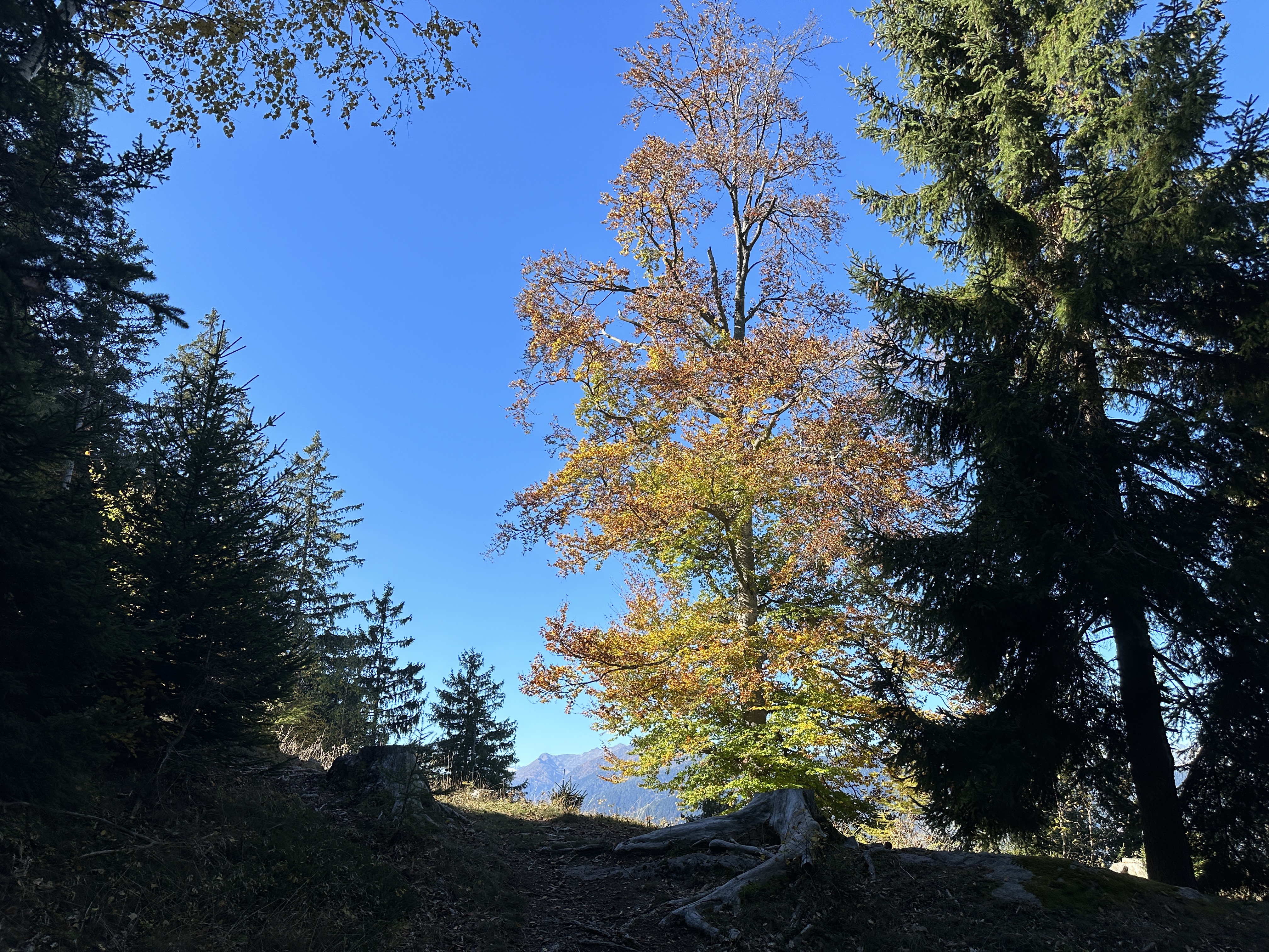 forest trees blue sky