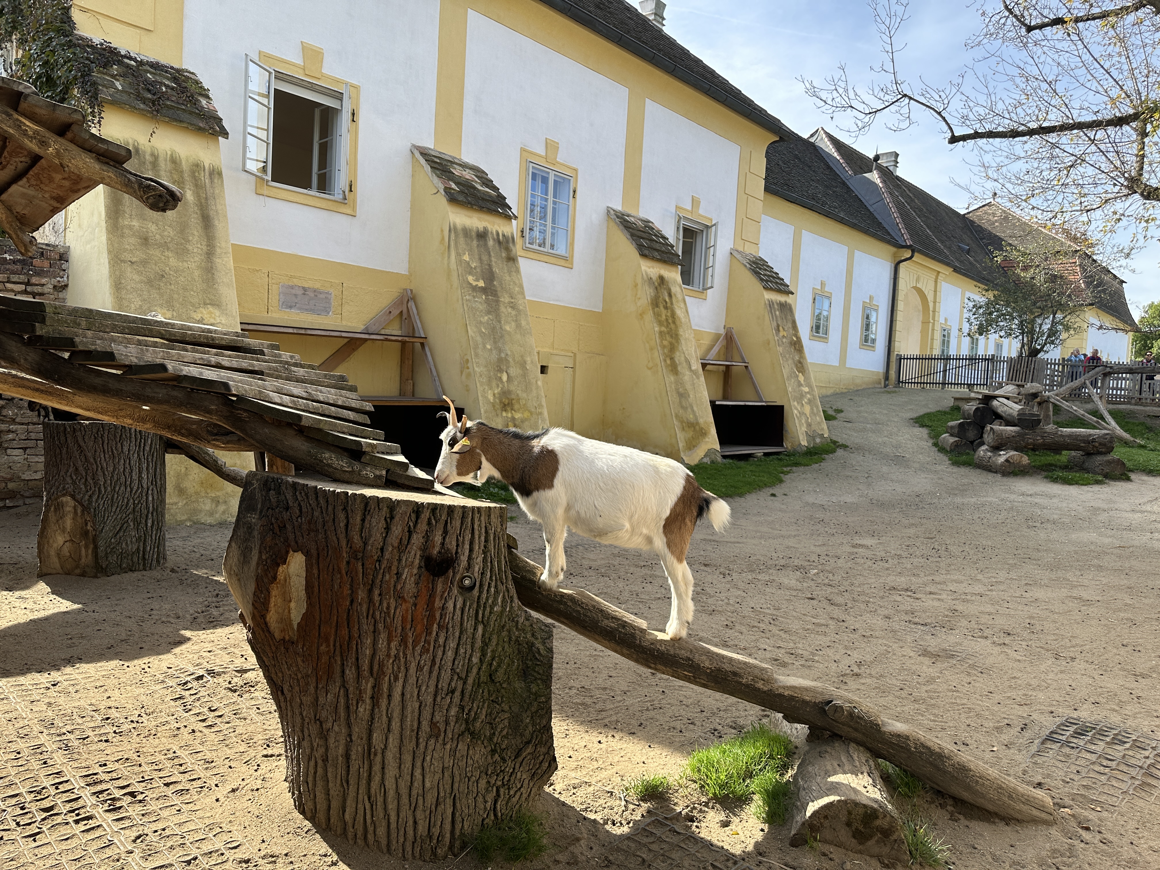 goat on playground