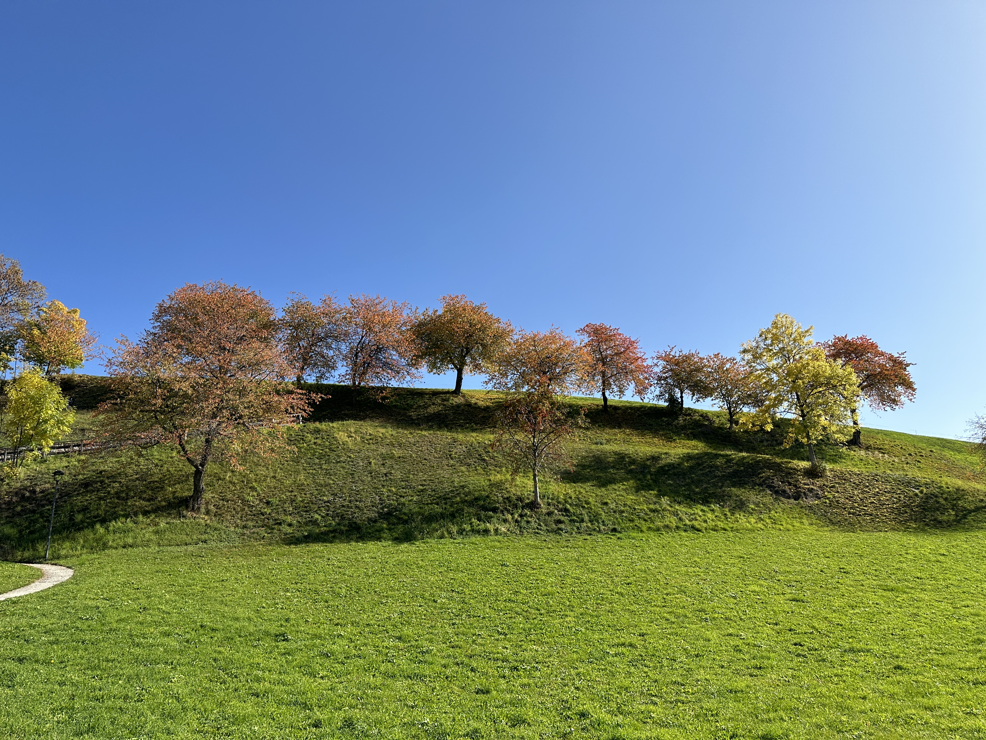 grassy hill trees blue sky