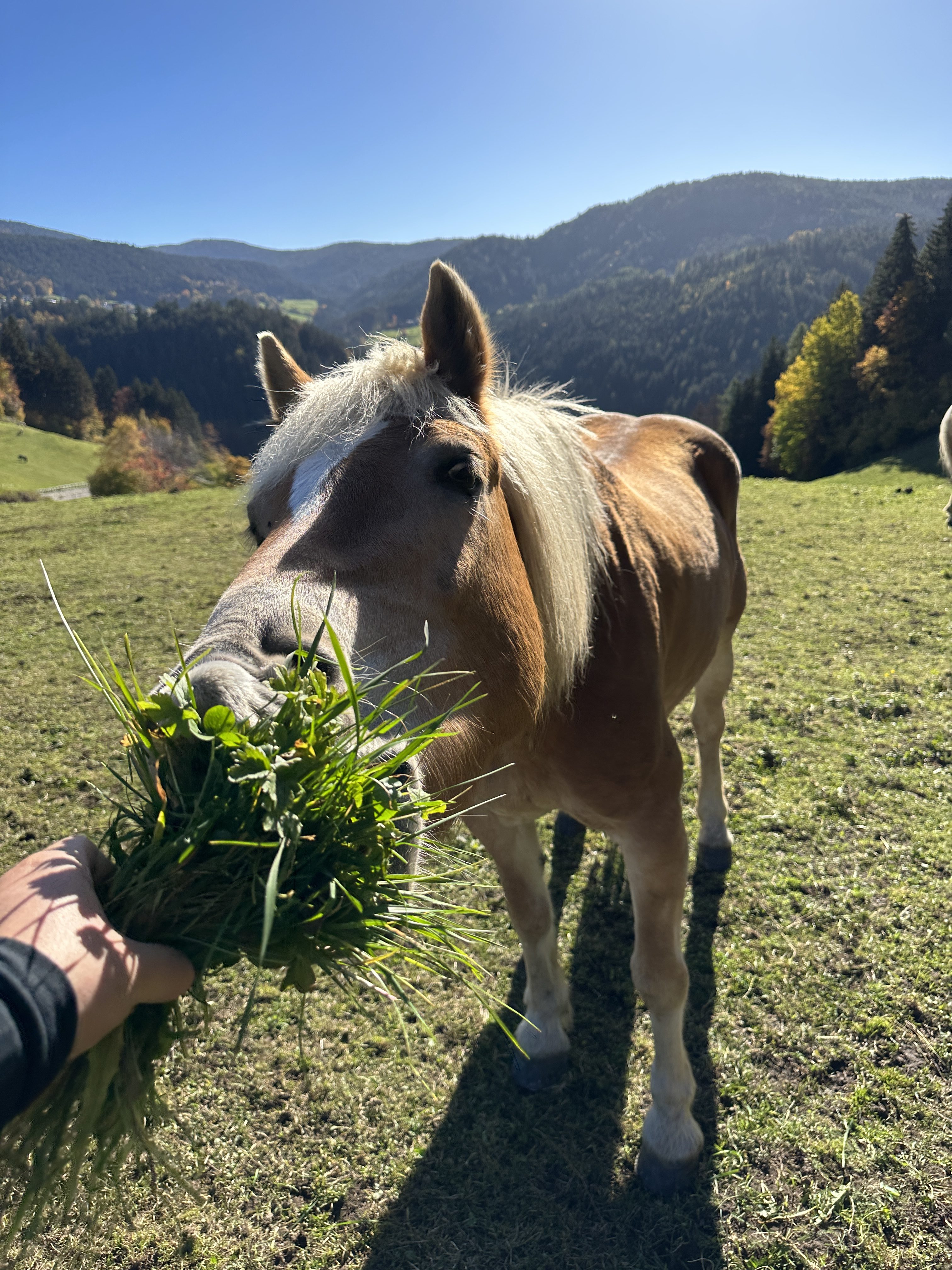 horse eating grass mountain