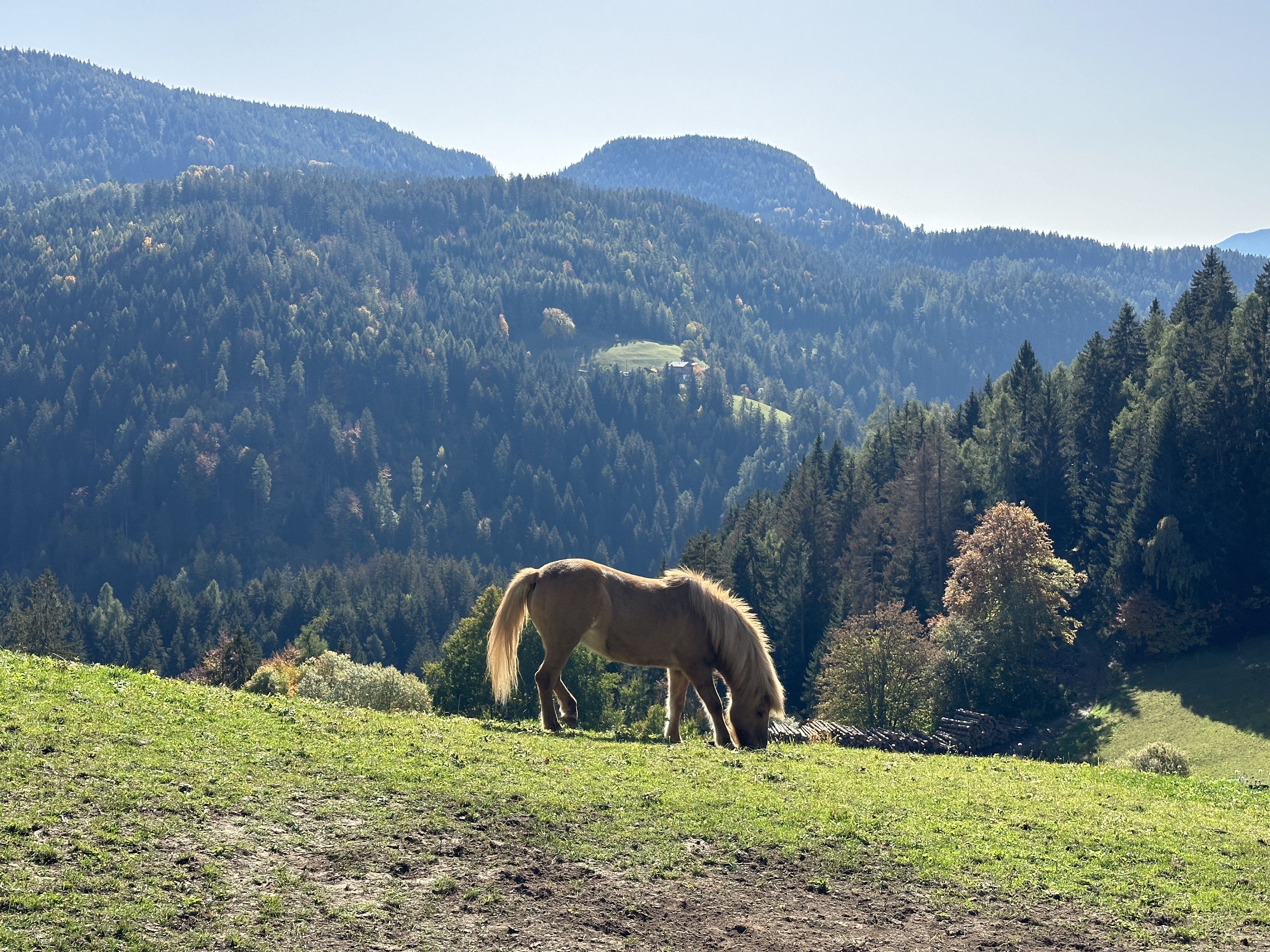 horse grazing mountain backdrop