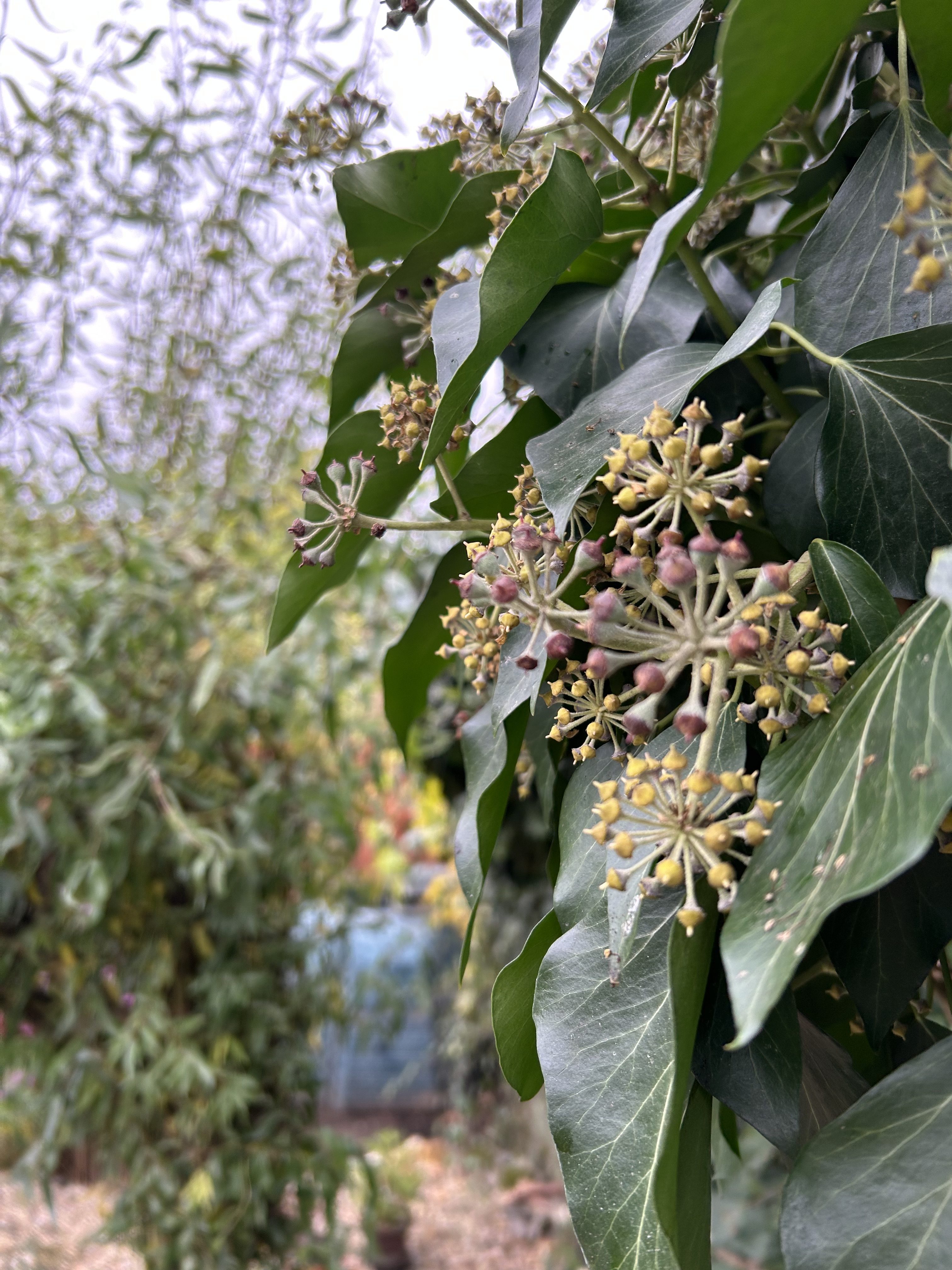 iPhone 14 Plus foto 7