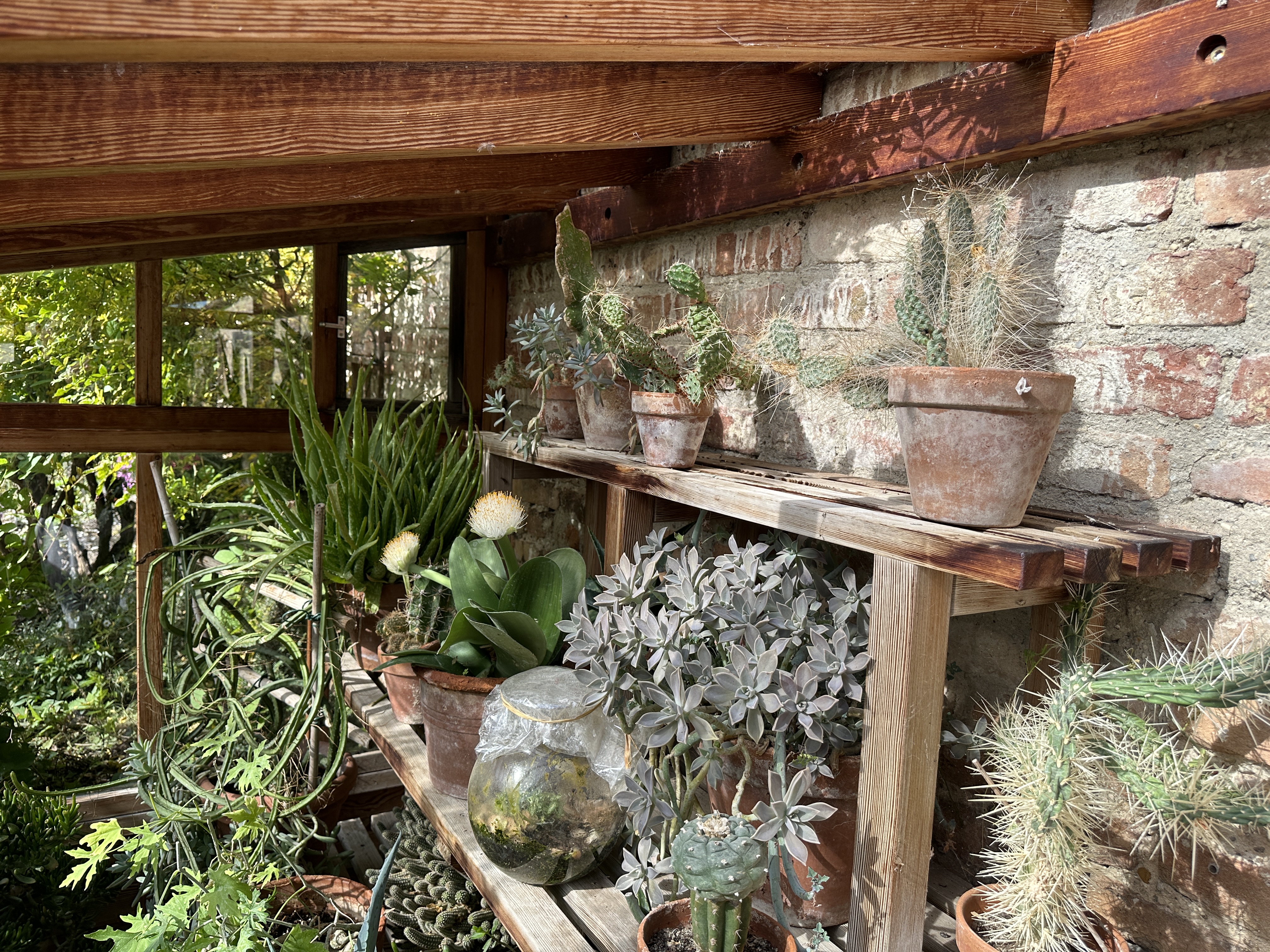 indoor garden plants