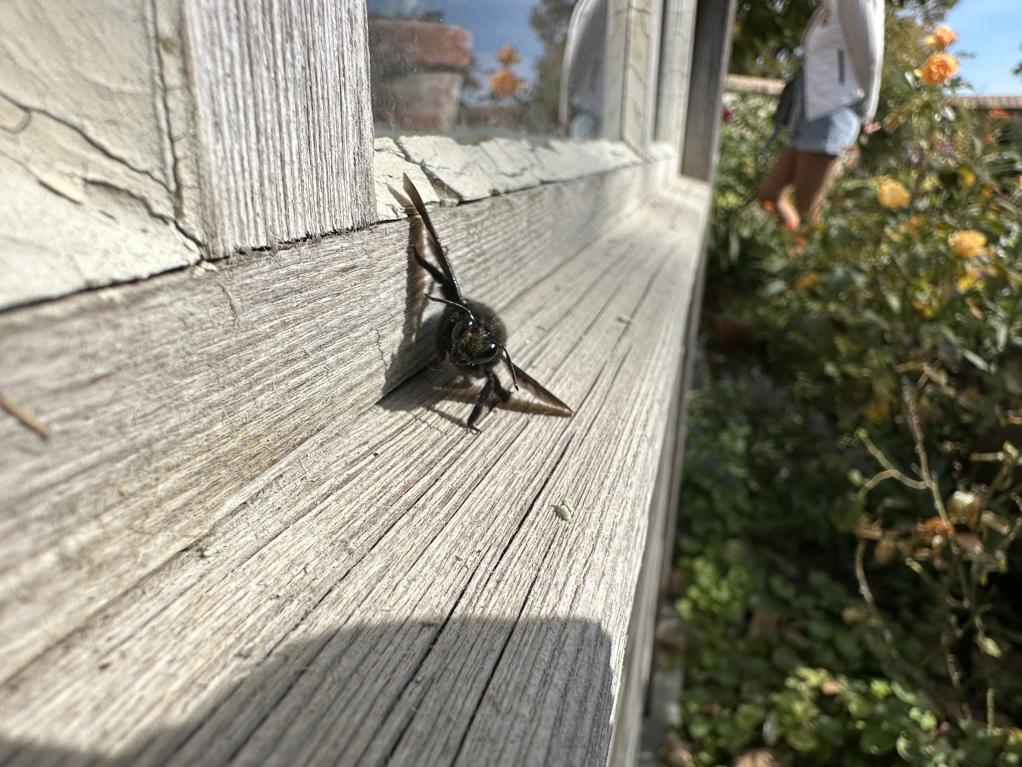 insect on wooden surface