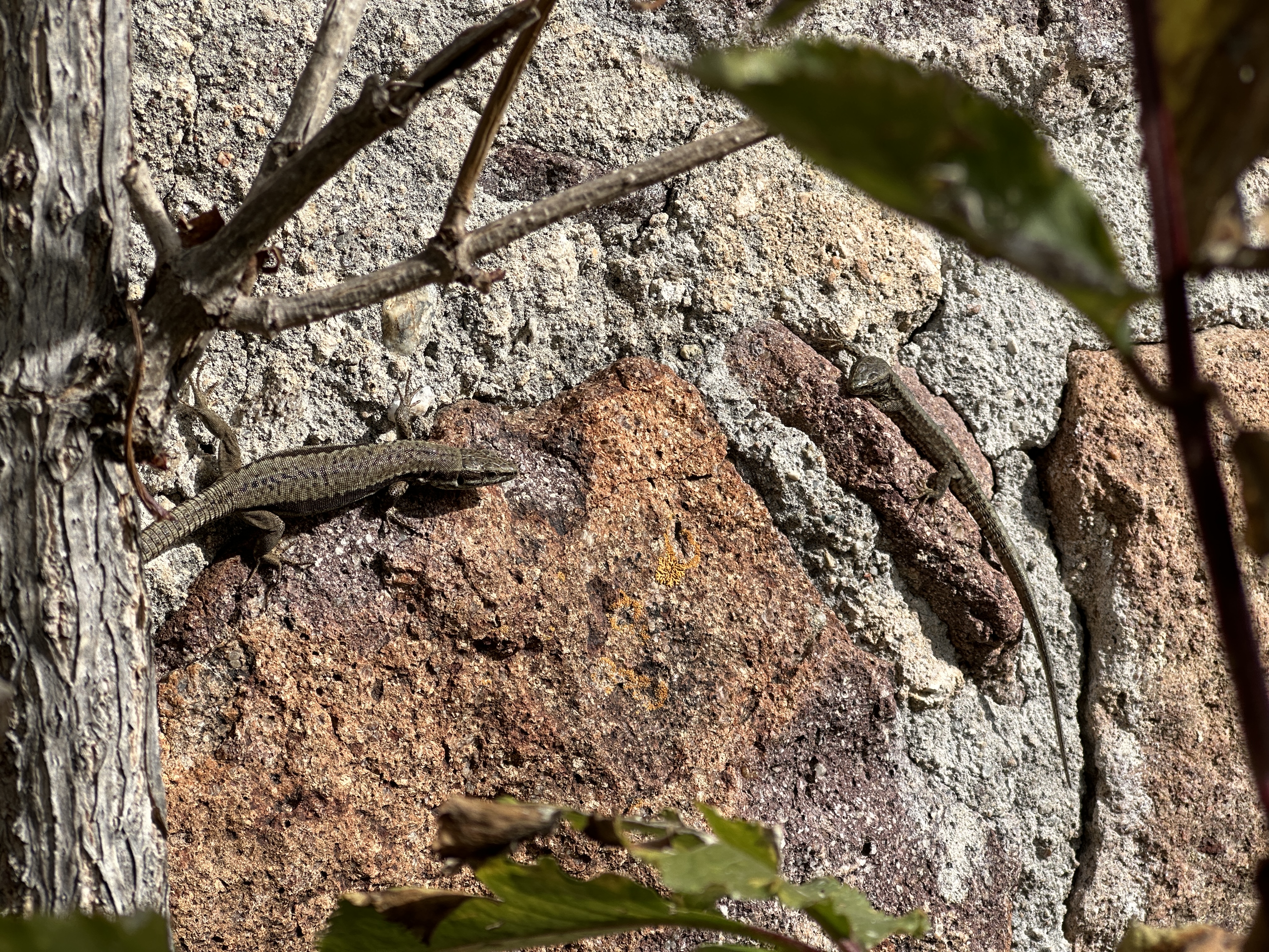 lizard on rock wall