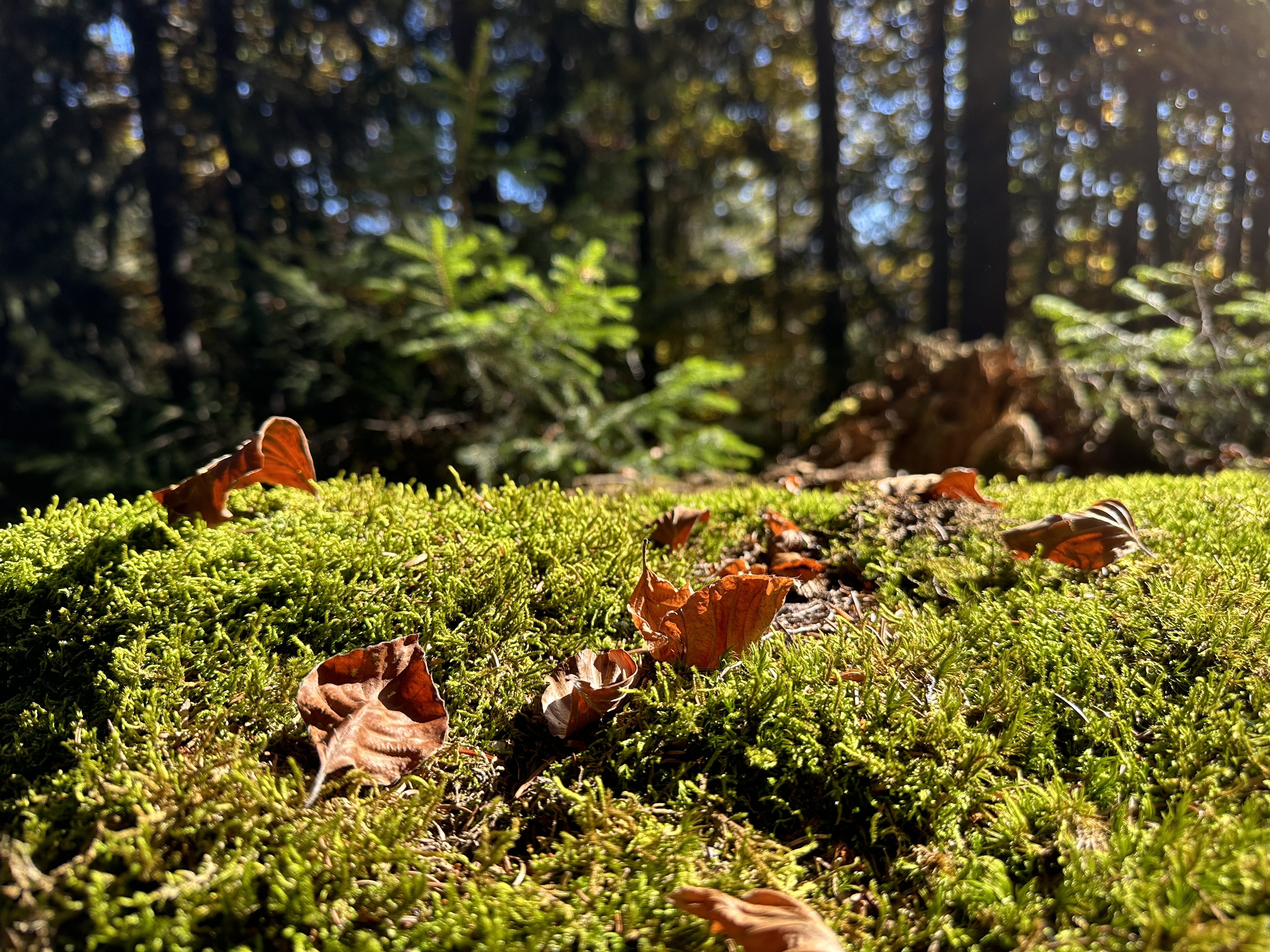 mossy forest floor autumn leaves