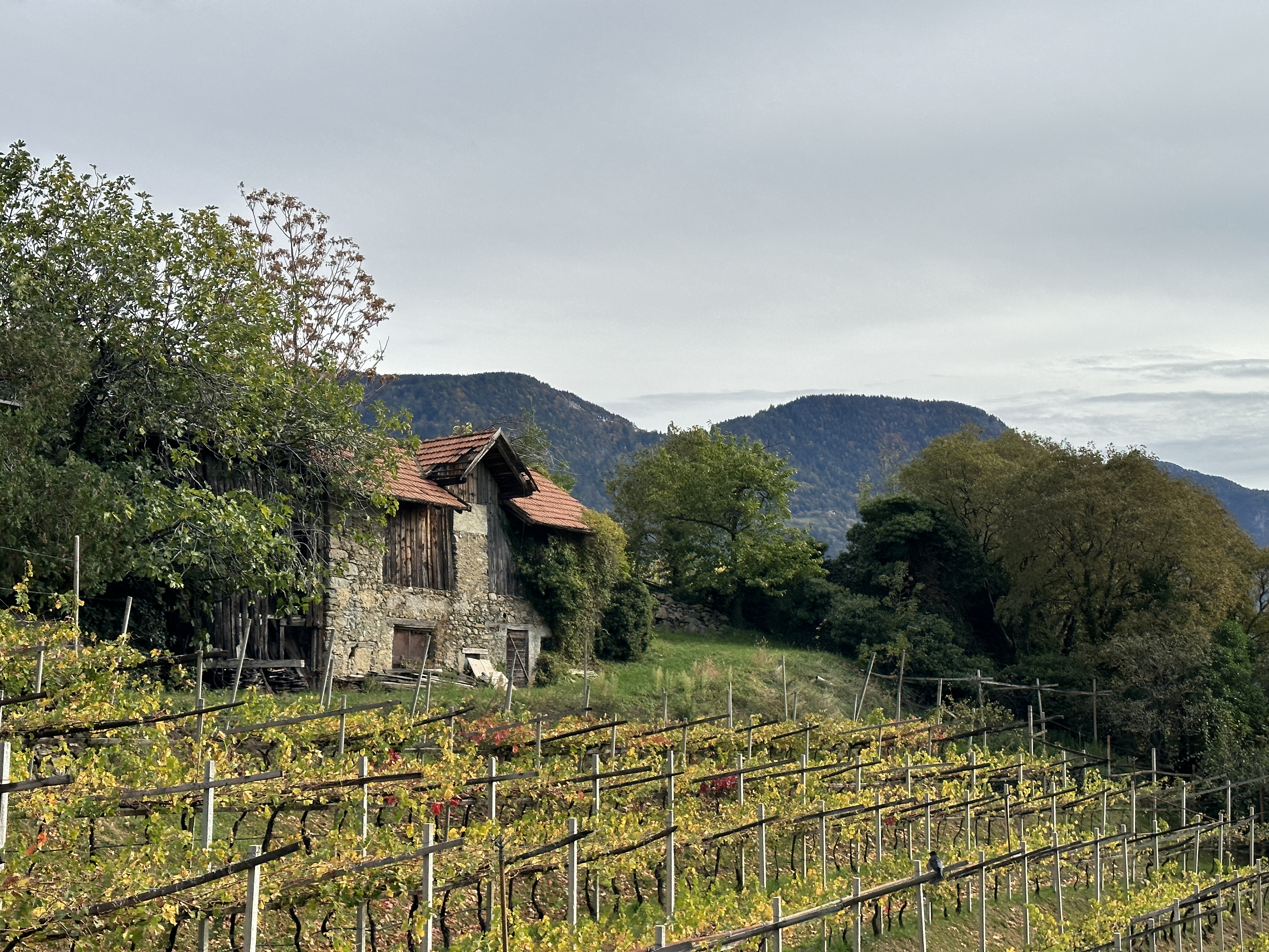 old house in vineyard